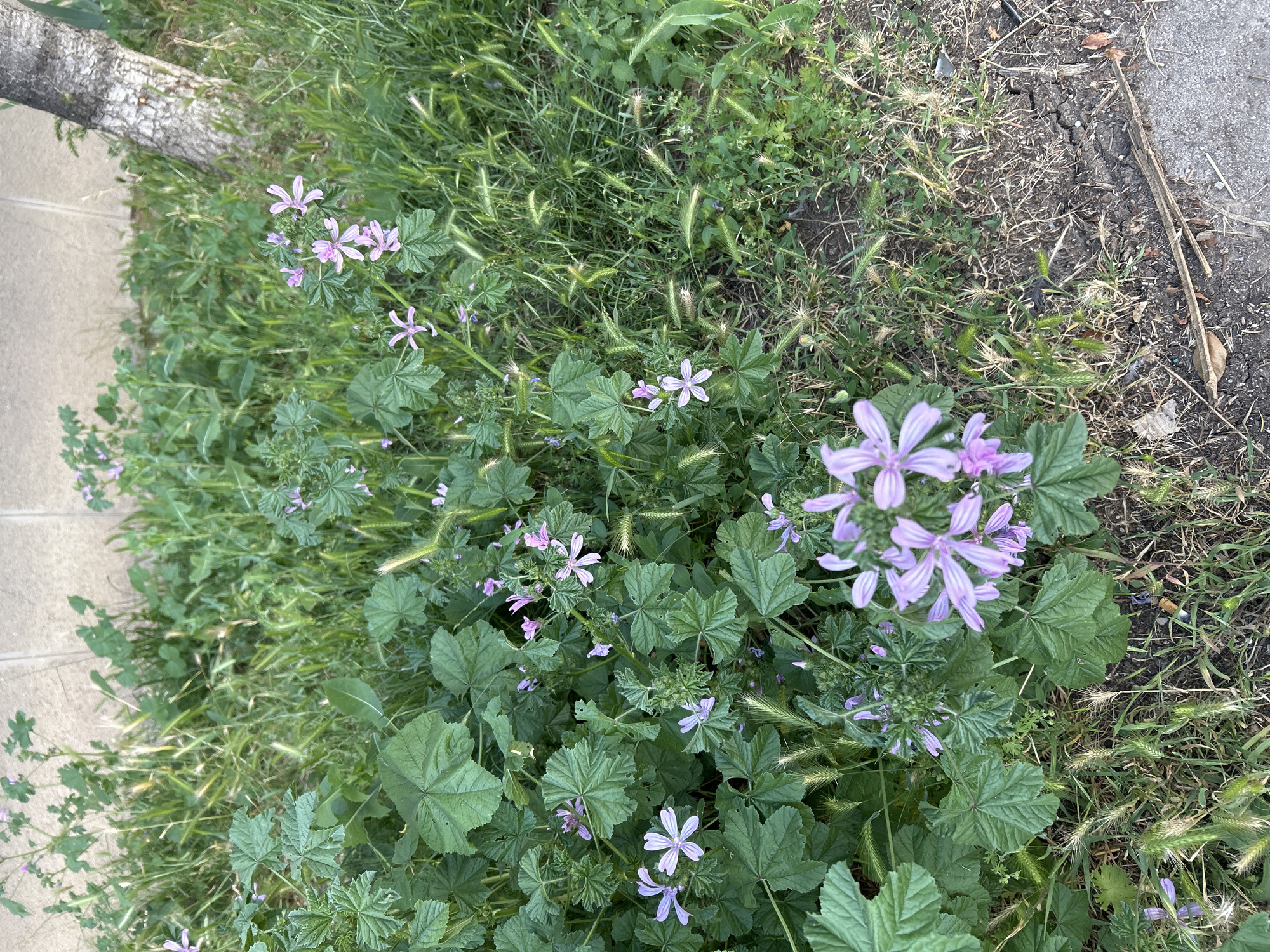 Close-up tour of flowering plants across a Sofia garden