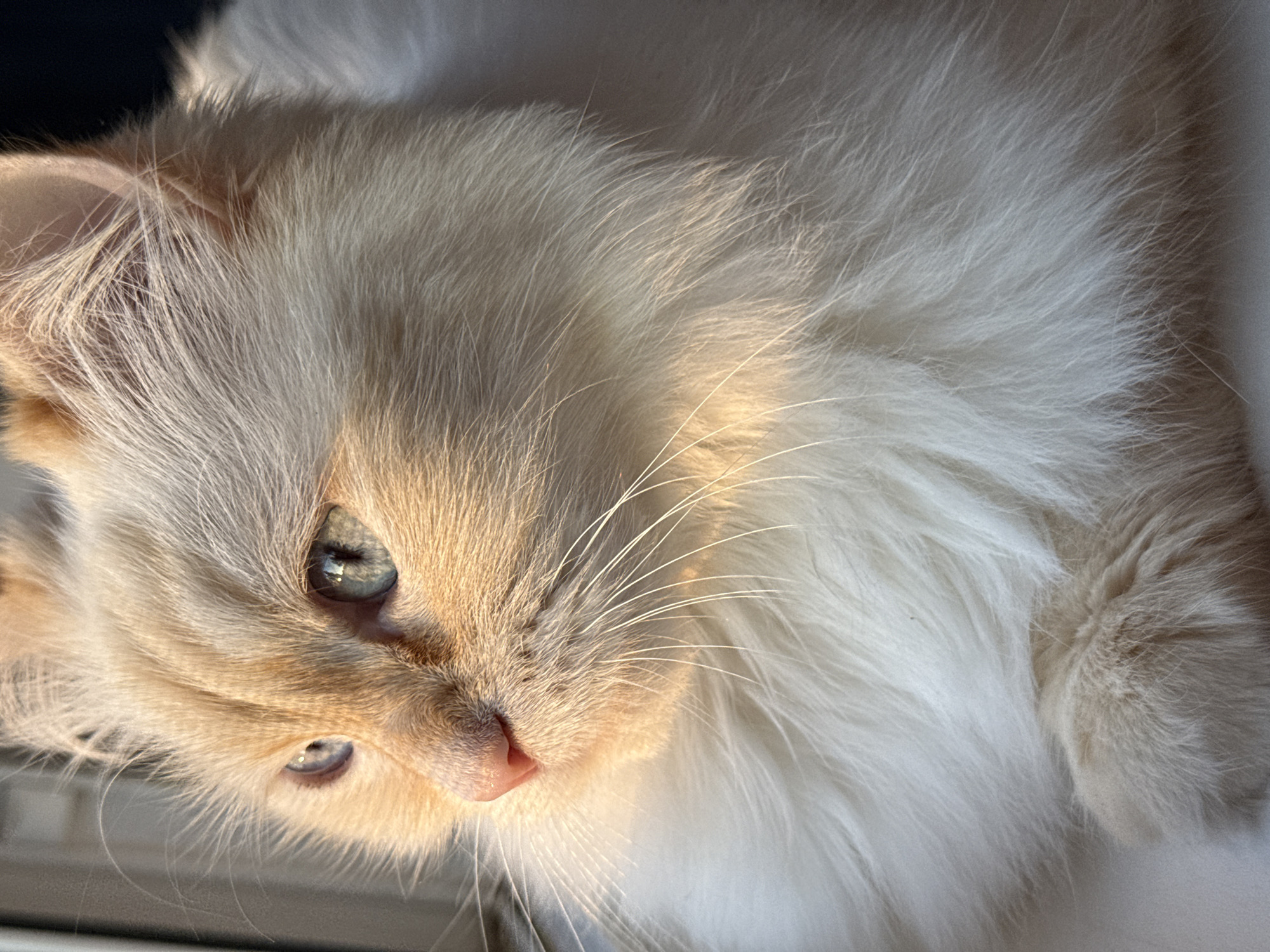Evening life documented in Chaikovsky: sunsets, cats, sandwiches, fishing
