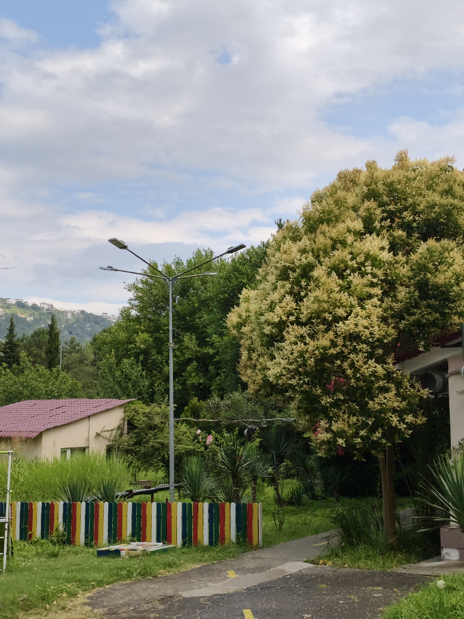 Sochi residential greenery: paths, garden plants, and Thuja cones