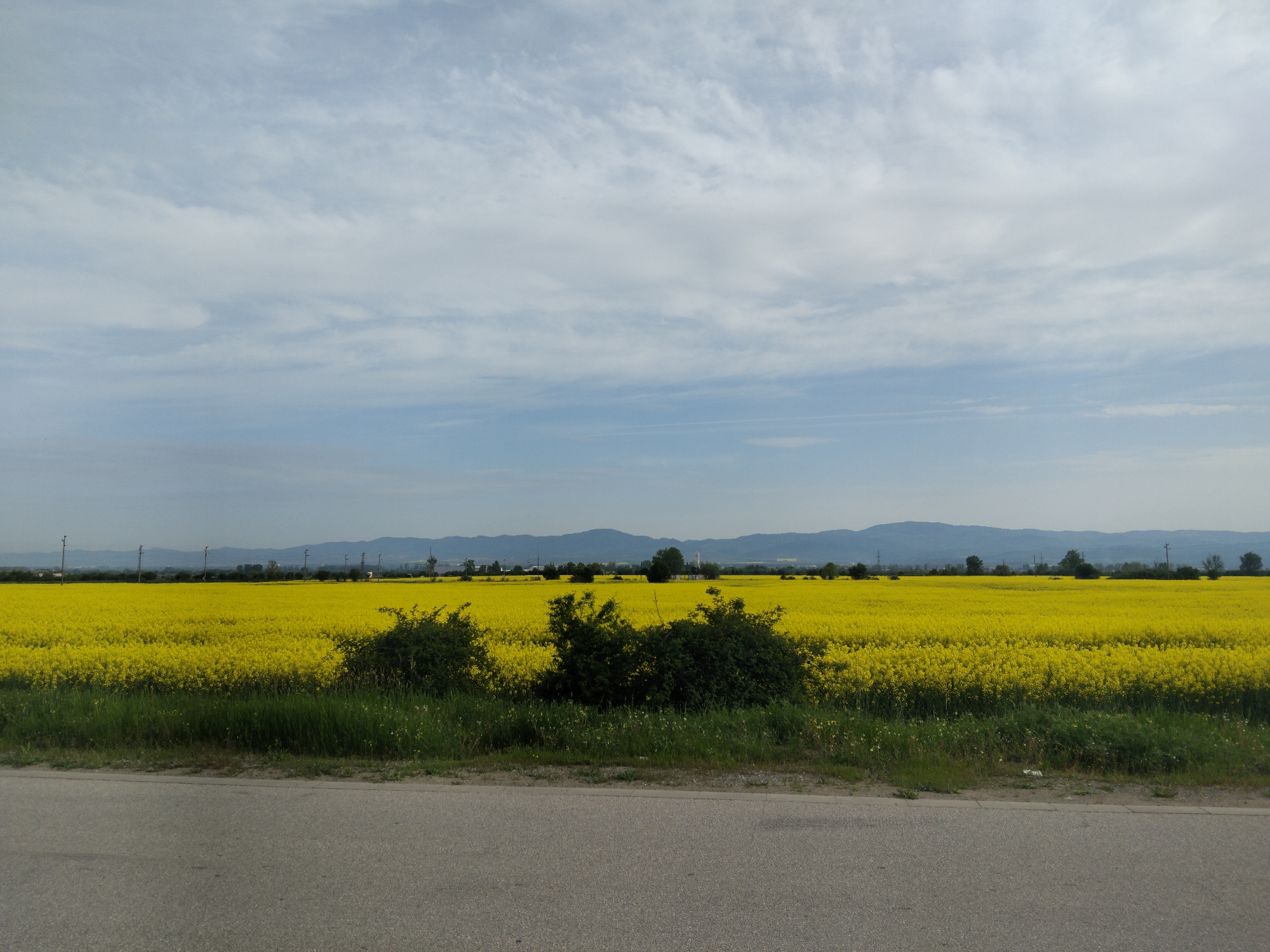Blooming rapeseed field observed along rural road near Elin Pelin