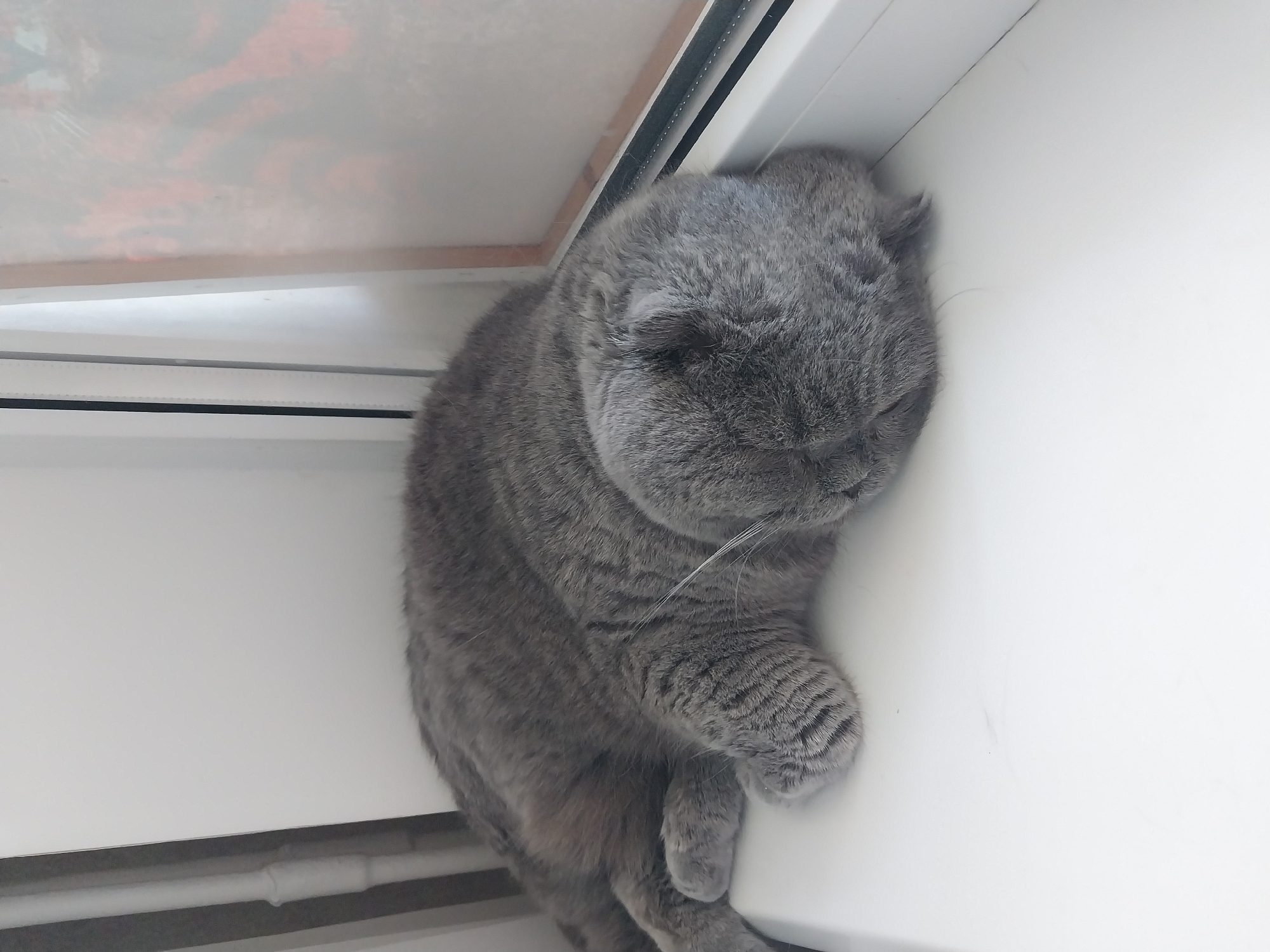 Grey cat claims every surface in a Dnipro apartment
