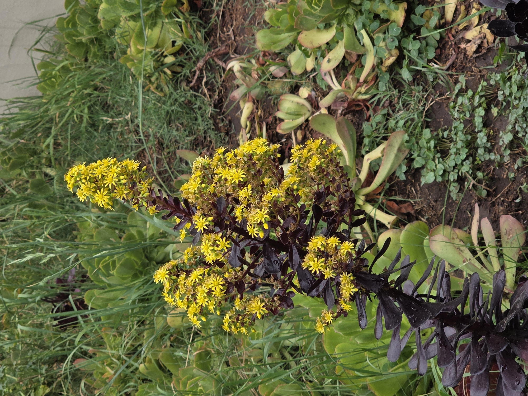 Succulent Garden Blooms Documented in Ensenada Mexico