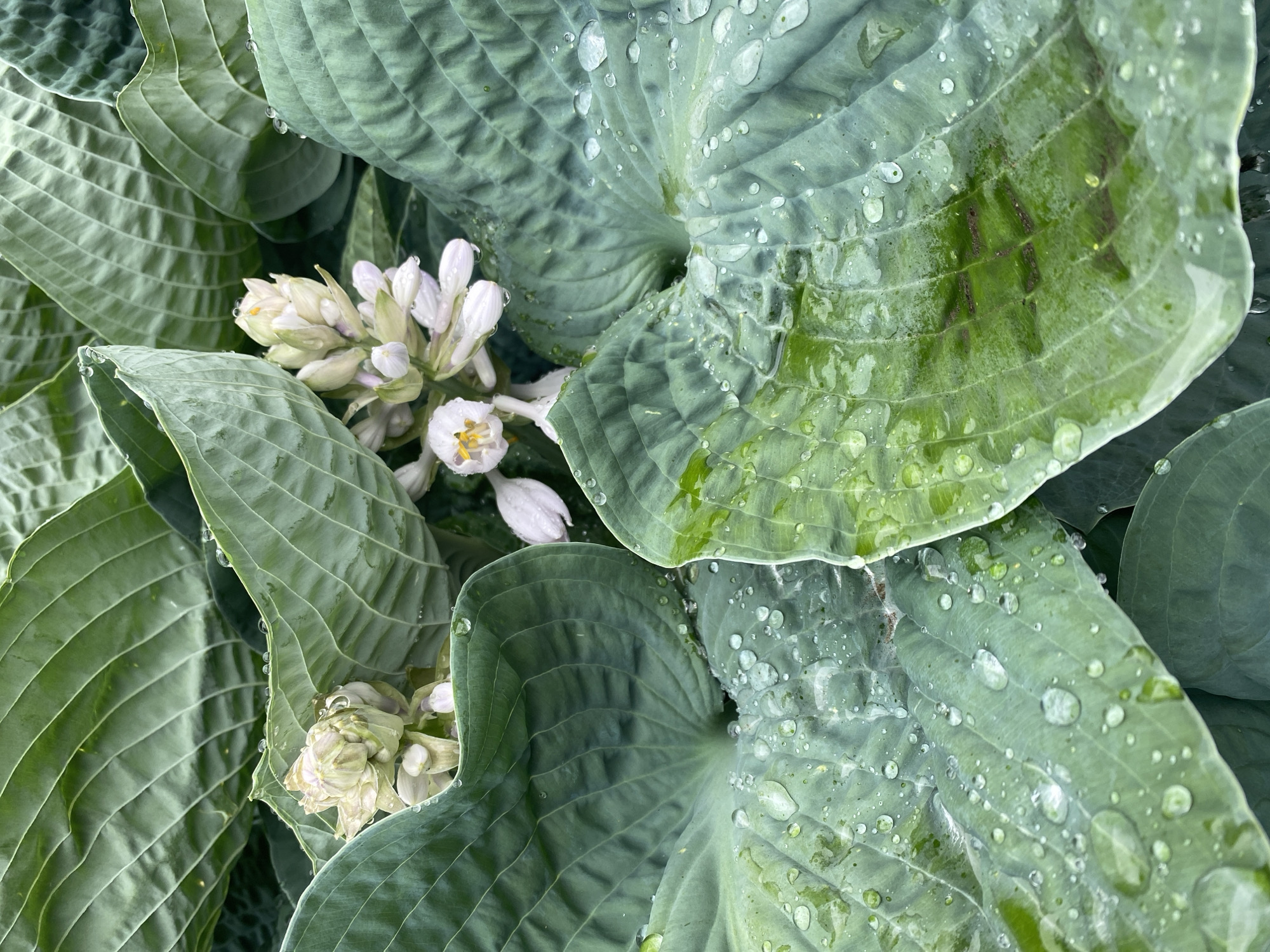 Pointe-Claire garden after rain, flowers and foliage up close