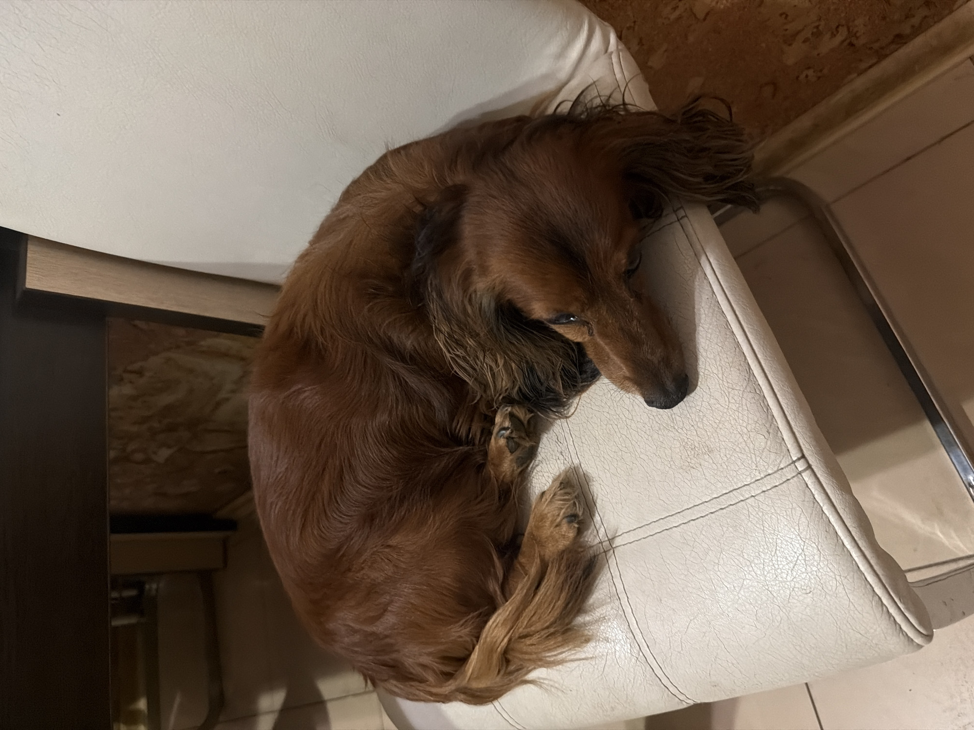 Dog spotted moving through various locations in Krasnoyarsk evening