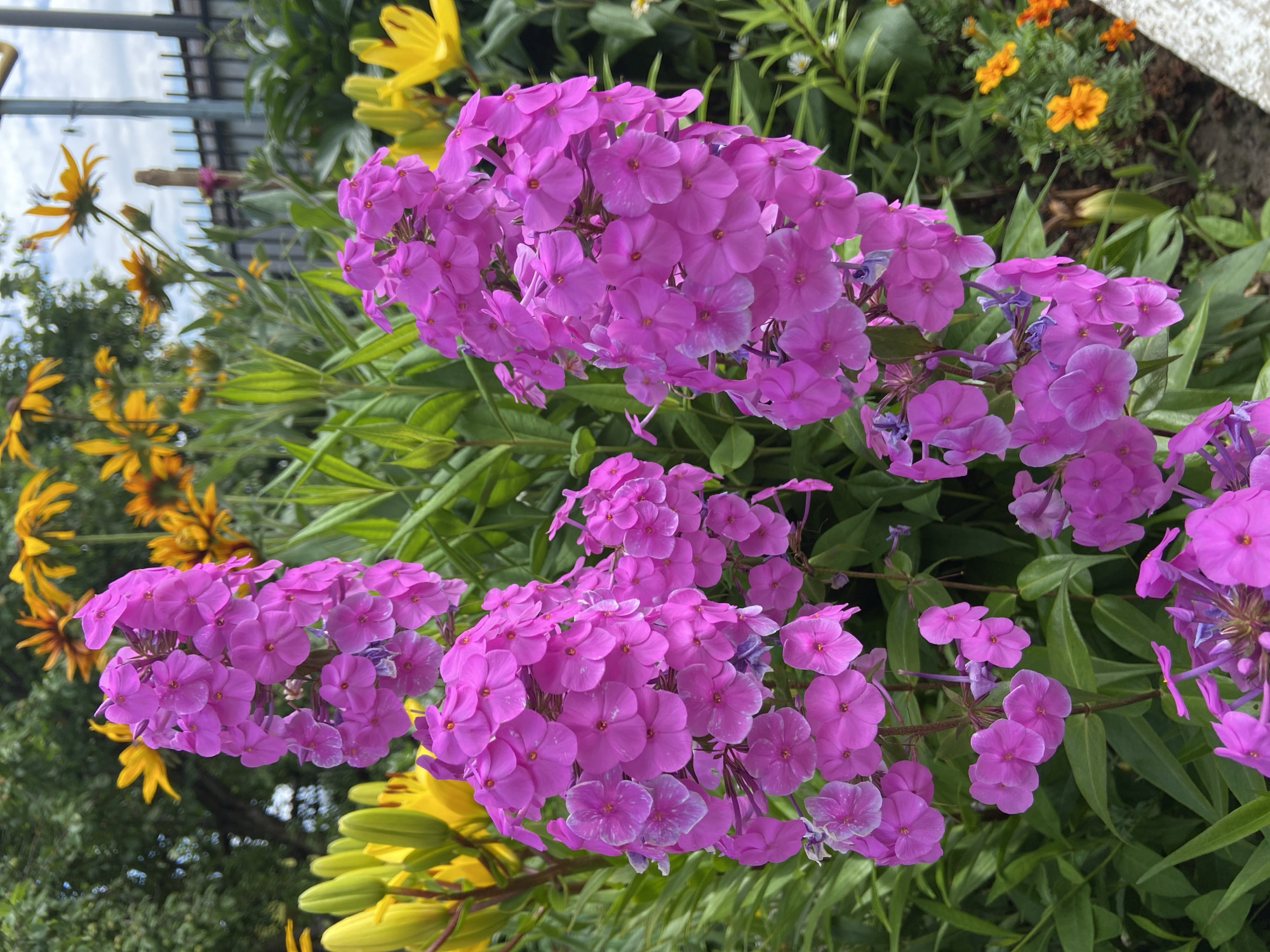 Close-up tour of a blooming summer garden, flowers and edibles