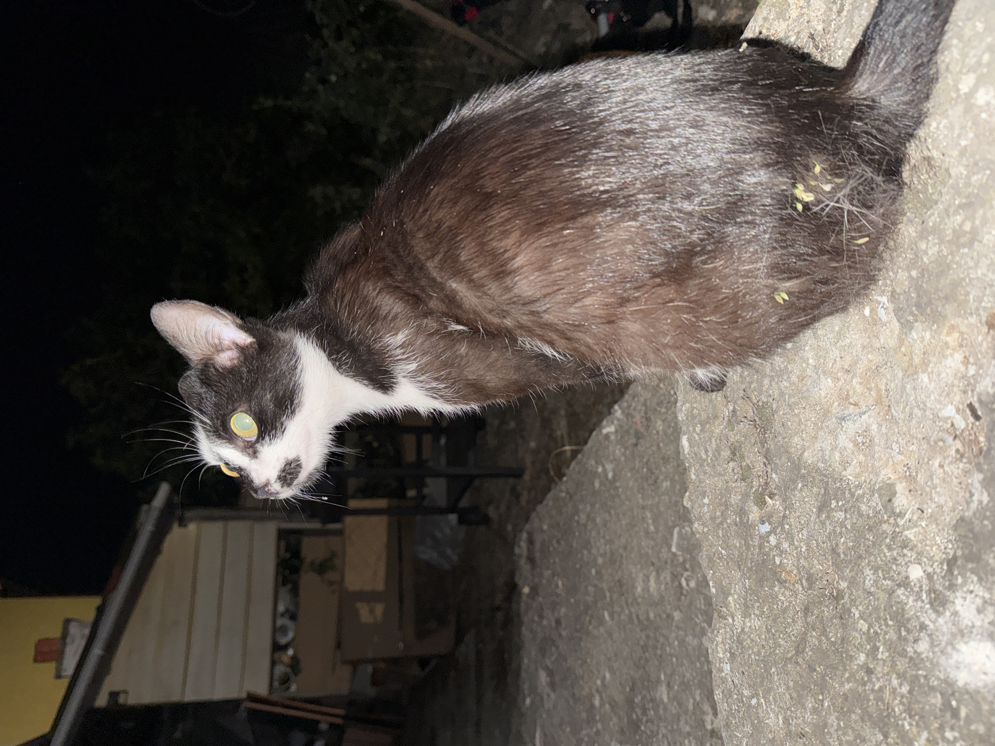 Black and white cat resting outside at night