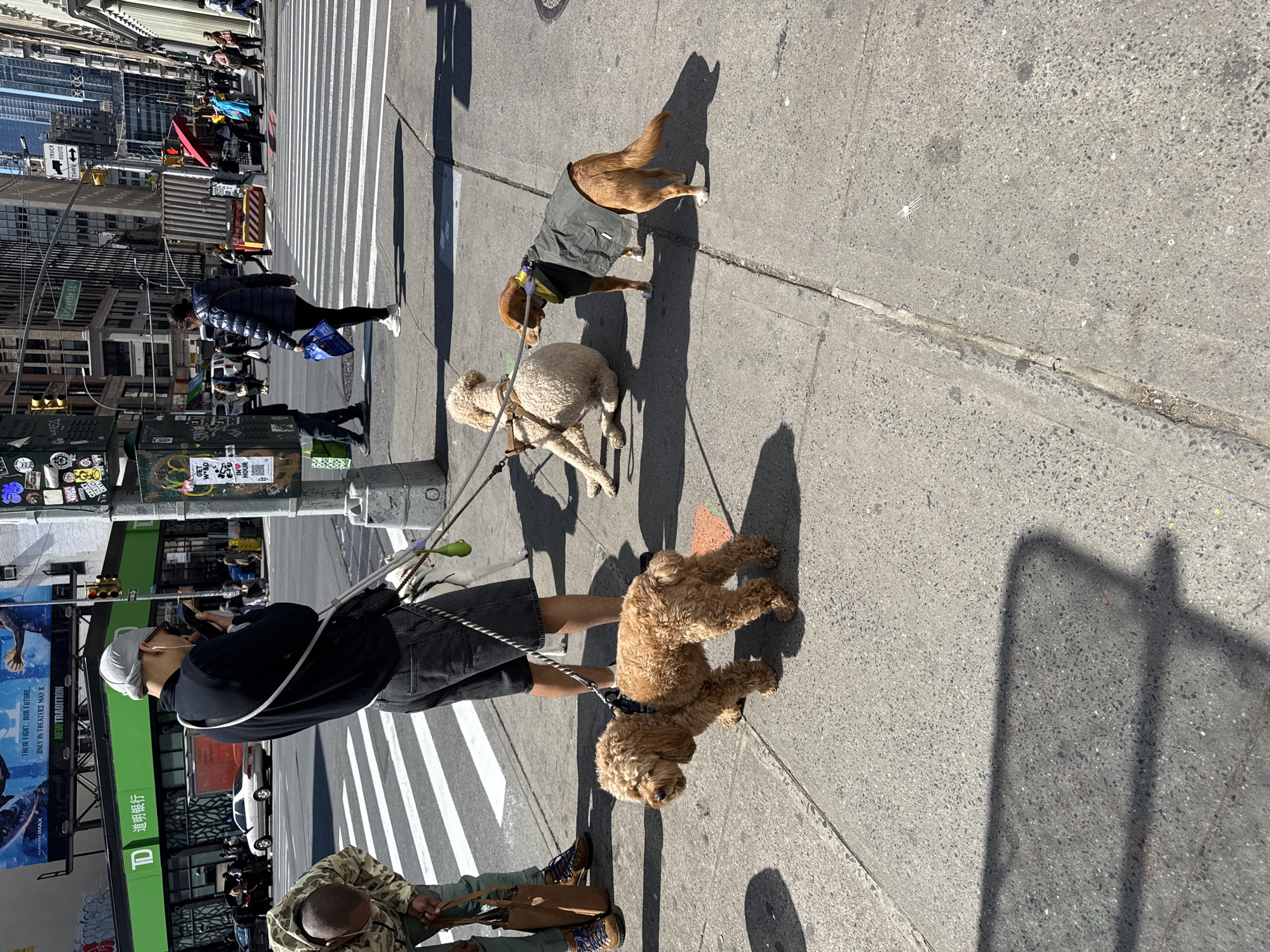 NYC street life: dog walker and selfie captured simultaneously