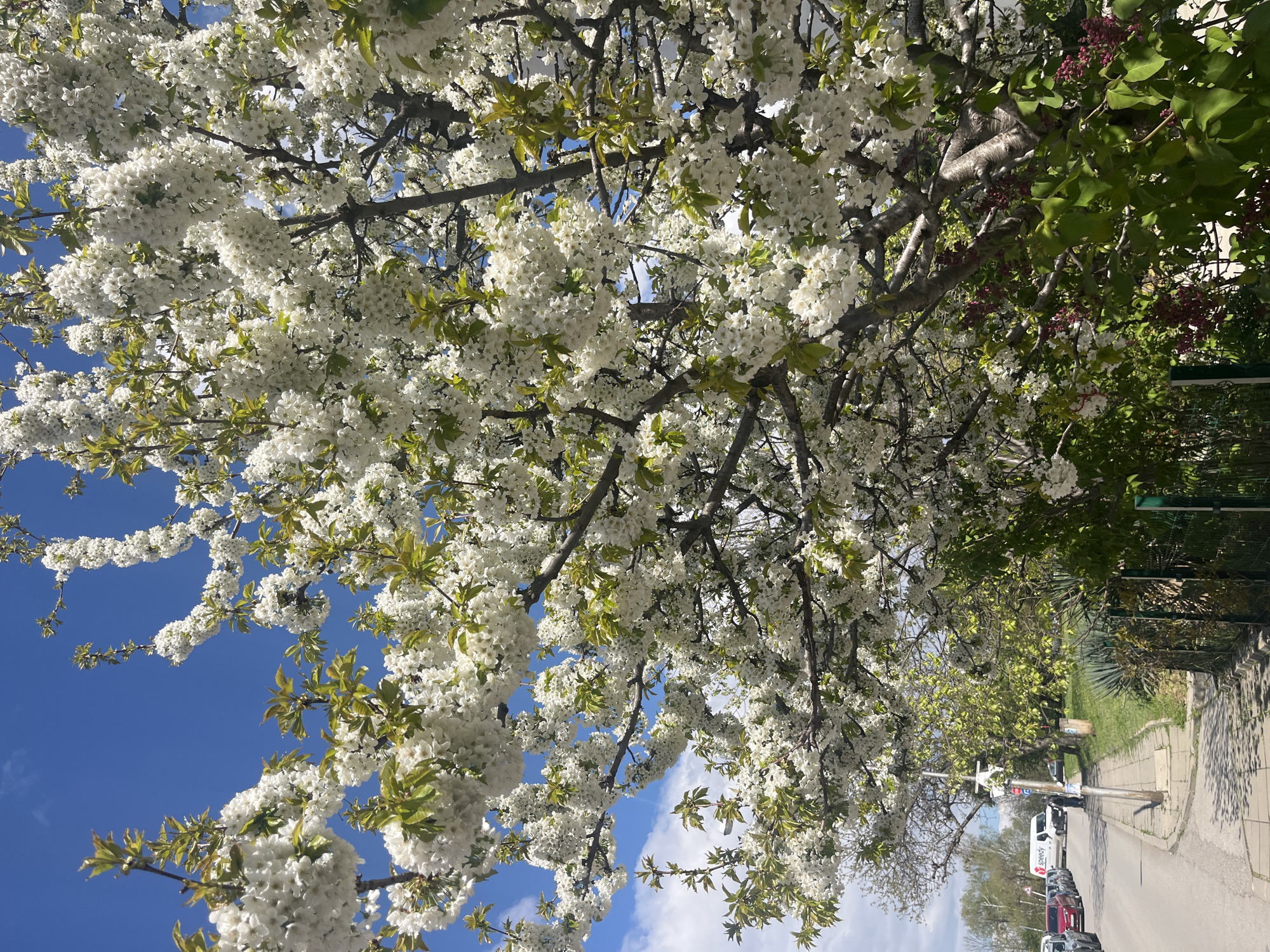 Spring blooms and parked van observed on Sofia street
