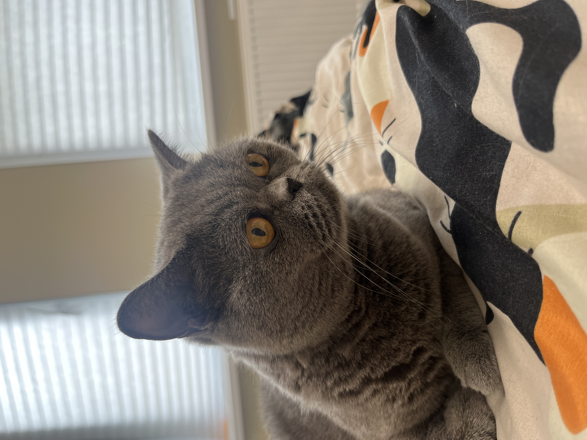 Artist documents creative session with British Shorthair companion