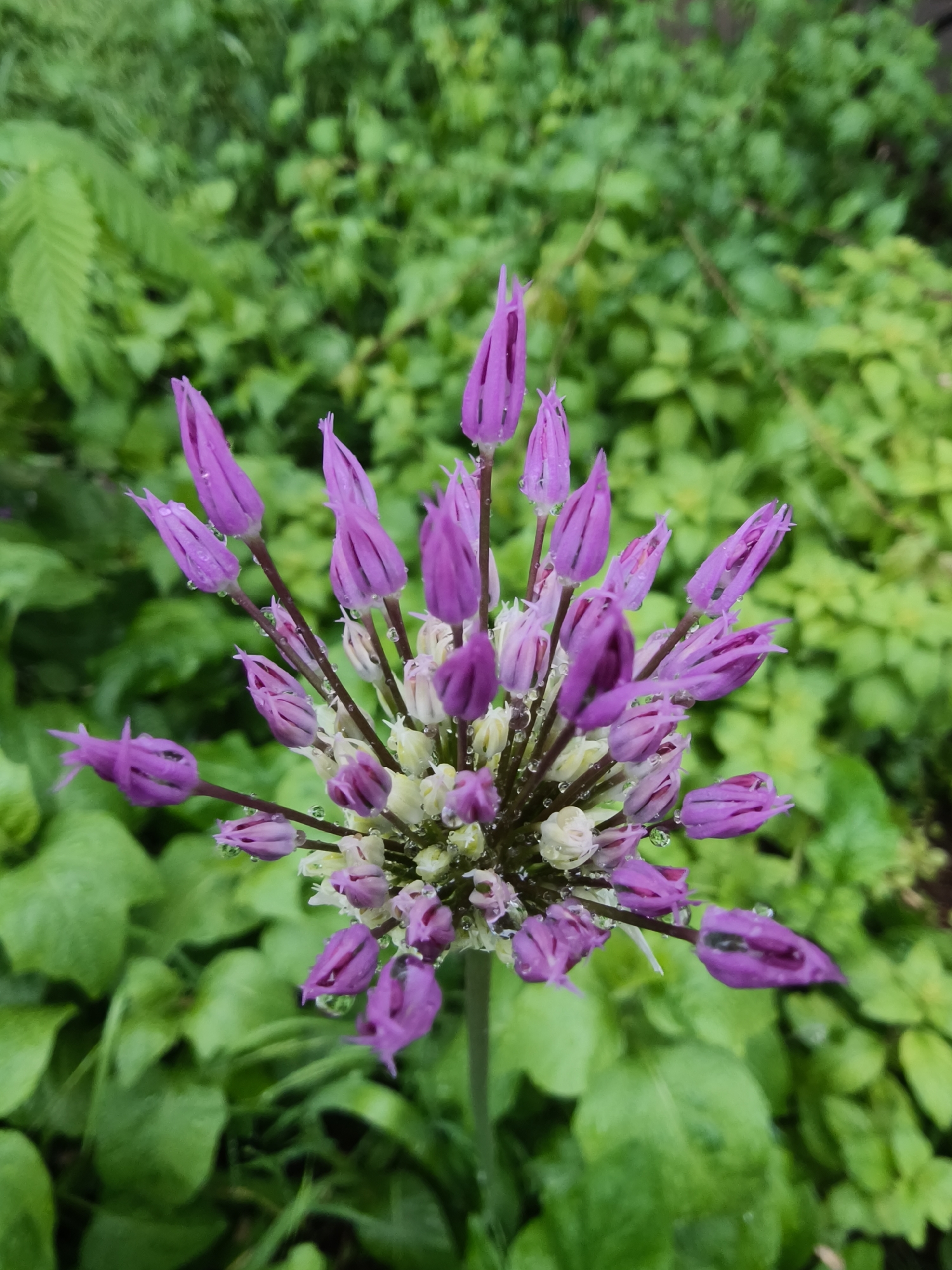Spring flowers bloom after rain in Kryvyi Rih