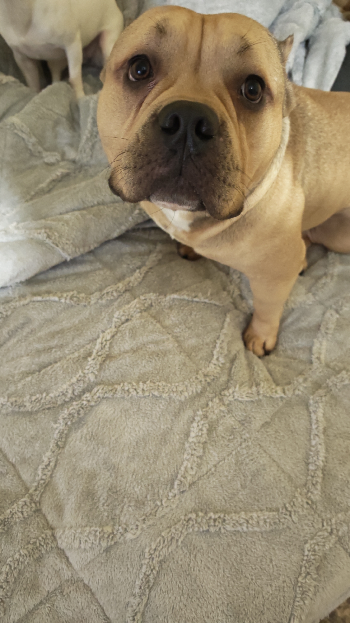 Dogs photographed on blankets in Plovdiv, Bulgaria