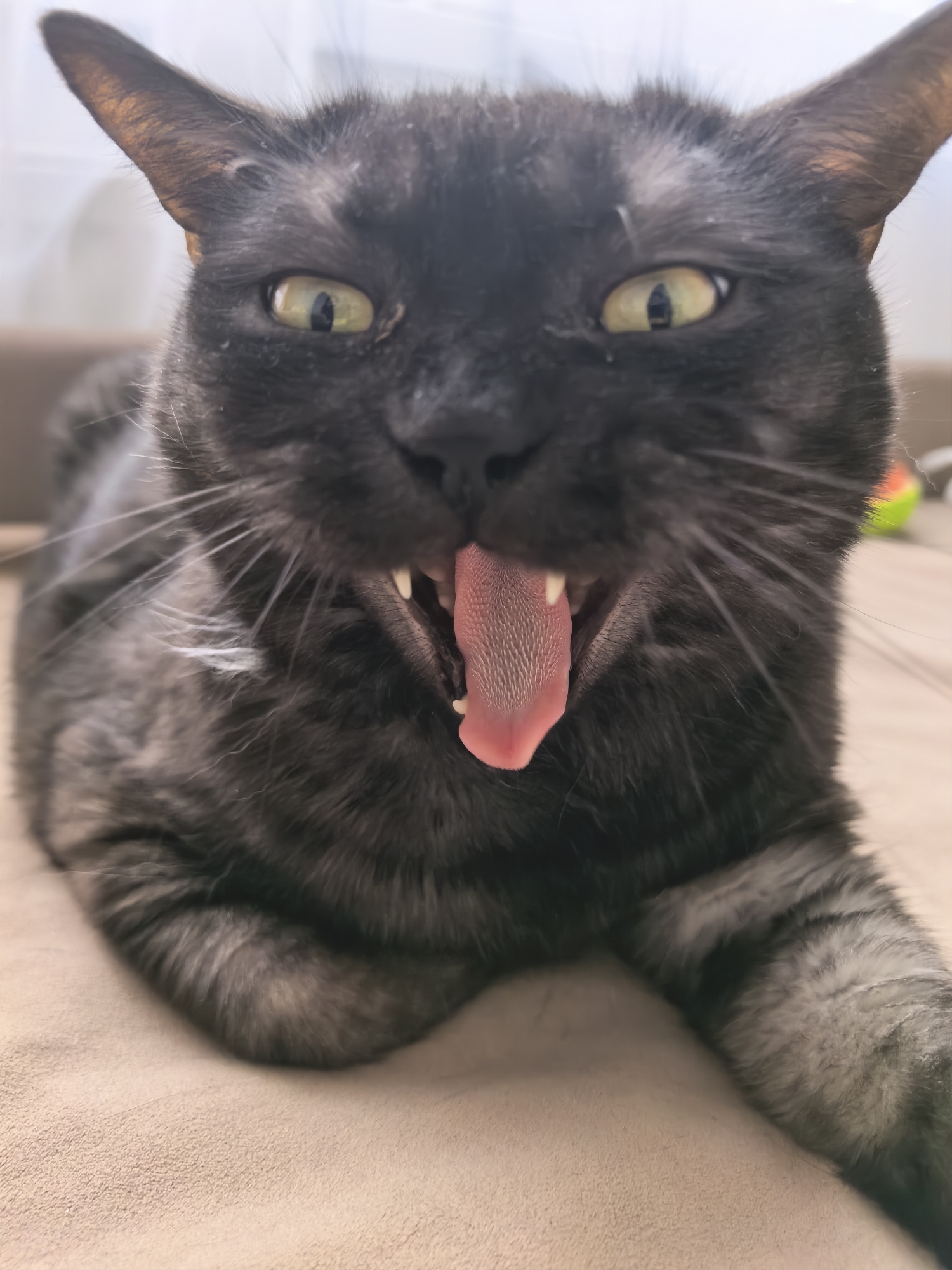 Black cat photographed in multiple poses in Yekaterinburg home