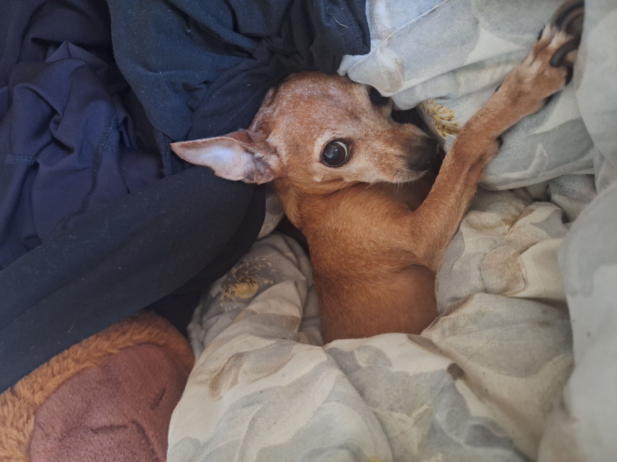 Chihuahua-mix chilling on blankets in Varna