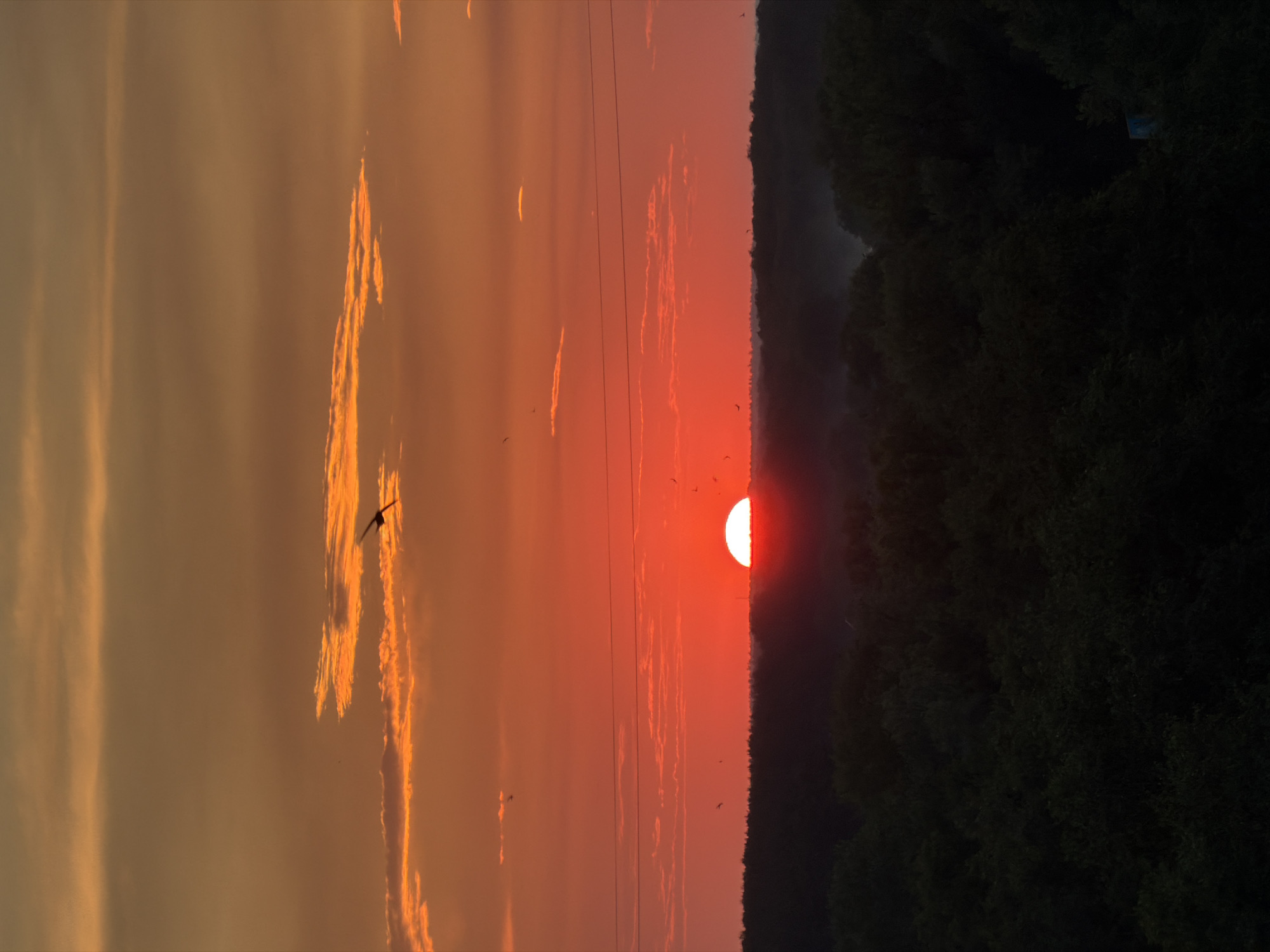 Witness Documents Sunset Sequence Over Forest During Evening Hours