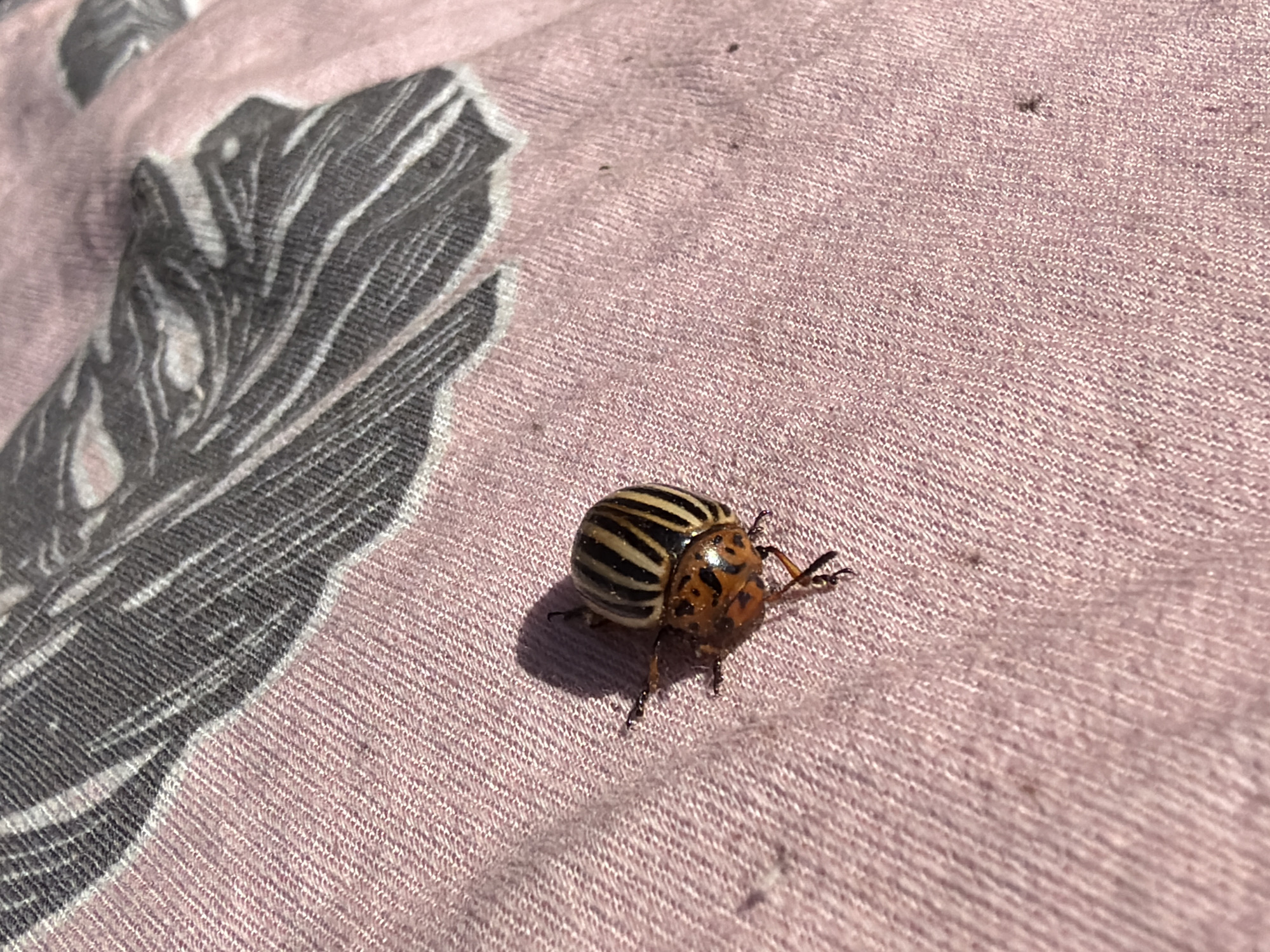 Spring garden observations with Colorado potato beetles in Chaikovsky