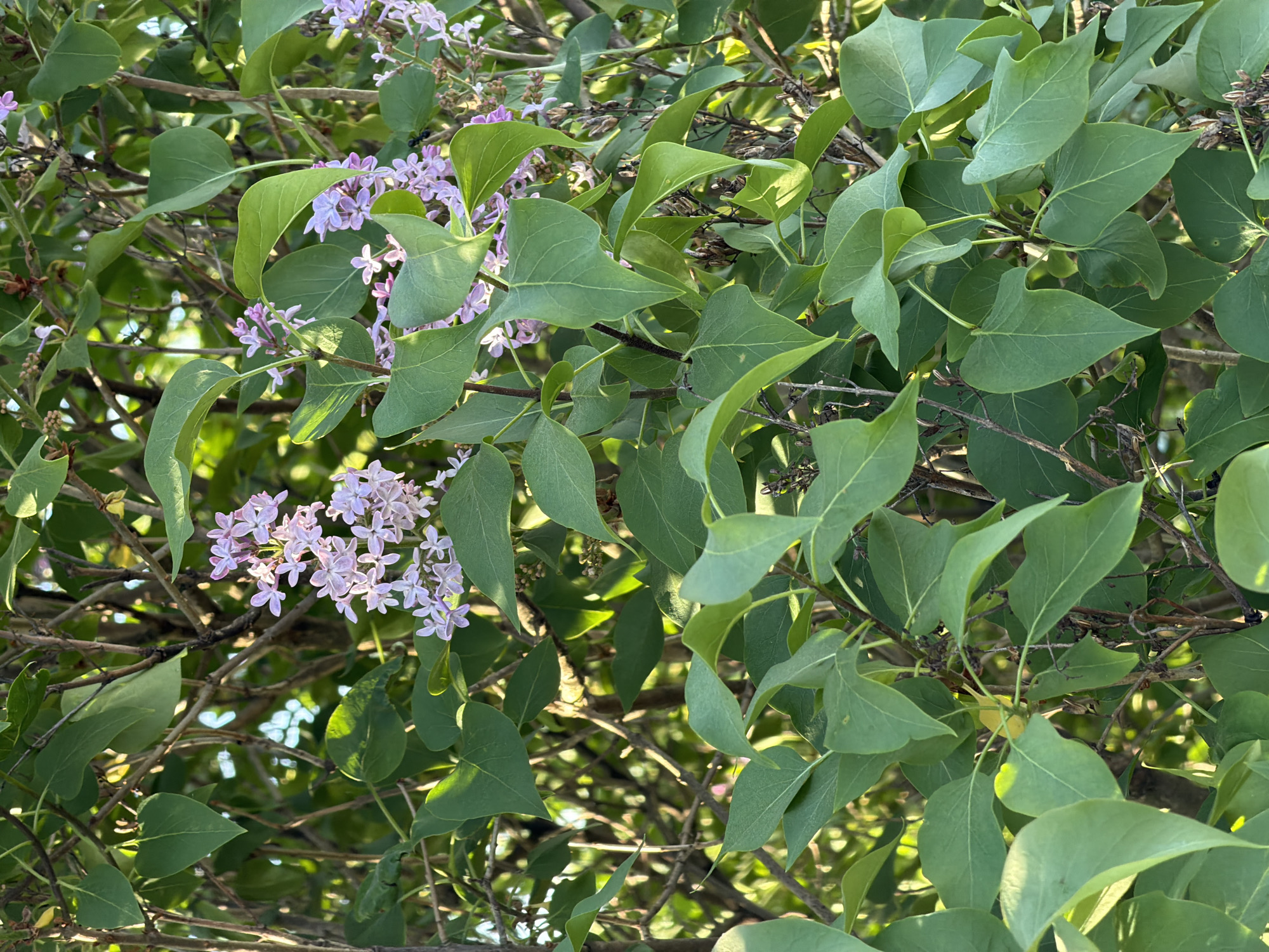 Spring flowers bloom in rural Буренка, Russia