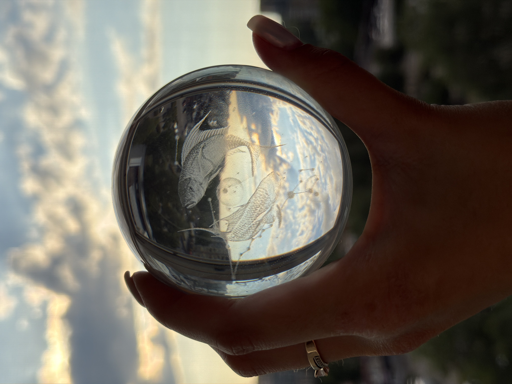 Person documents daily life: glass spheres, pet care, cooking