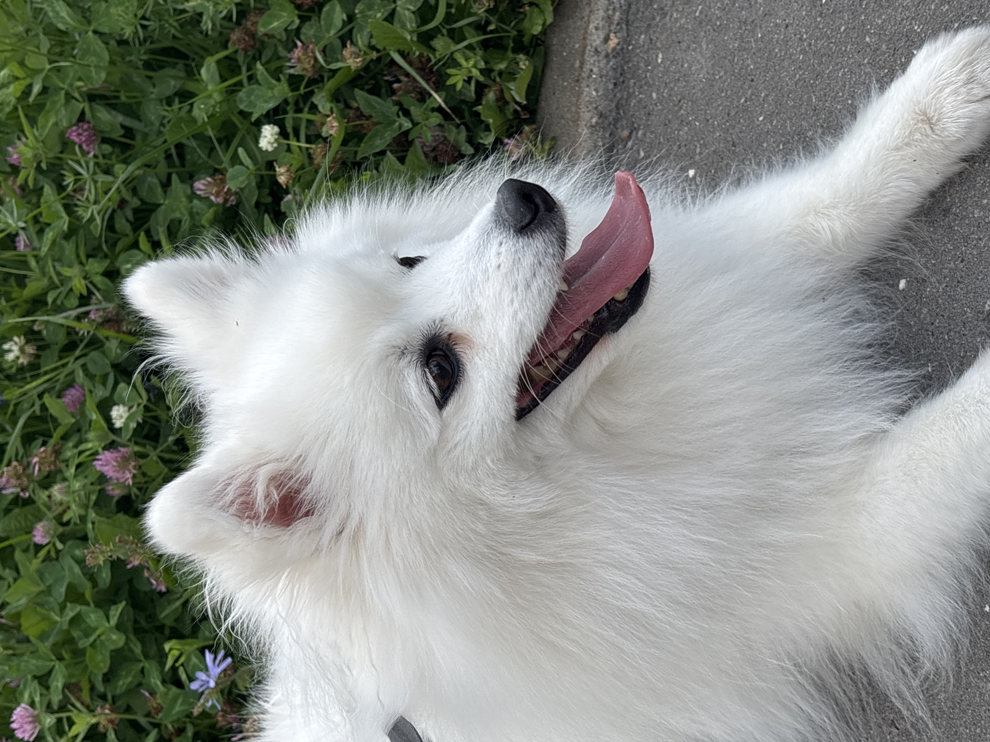 Japanese Spitz on a morning walk through Kazan green space