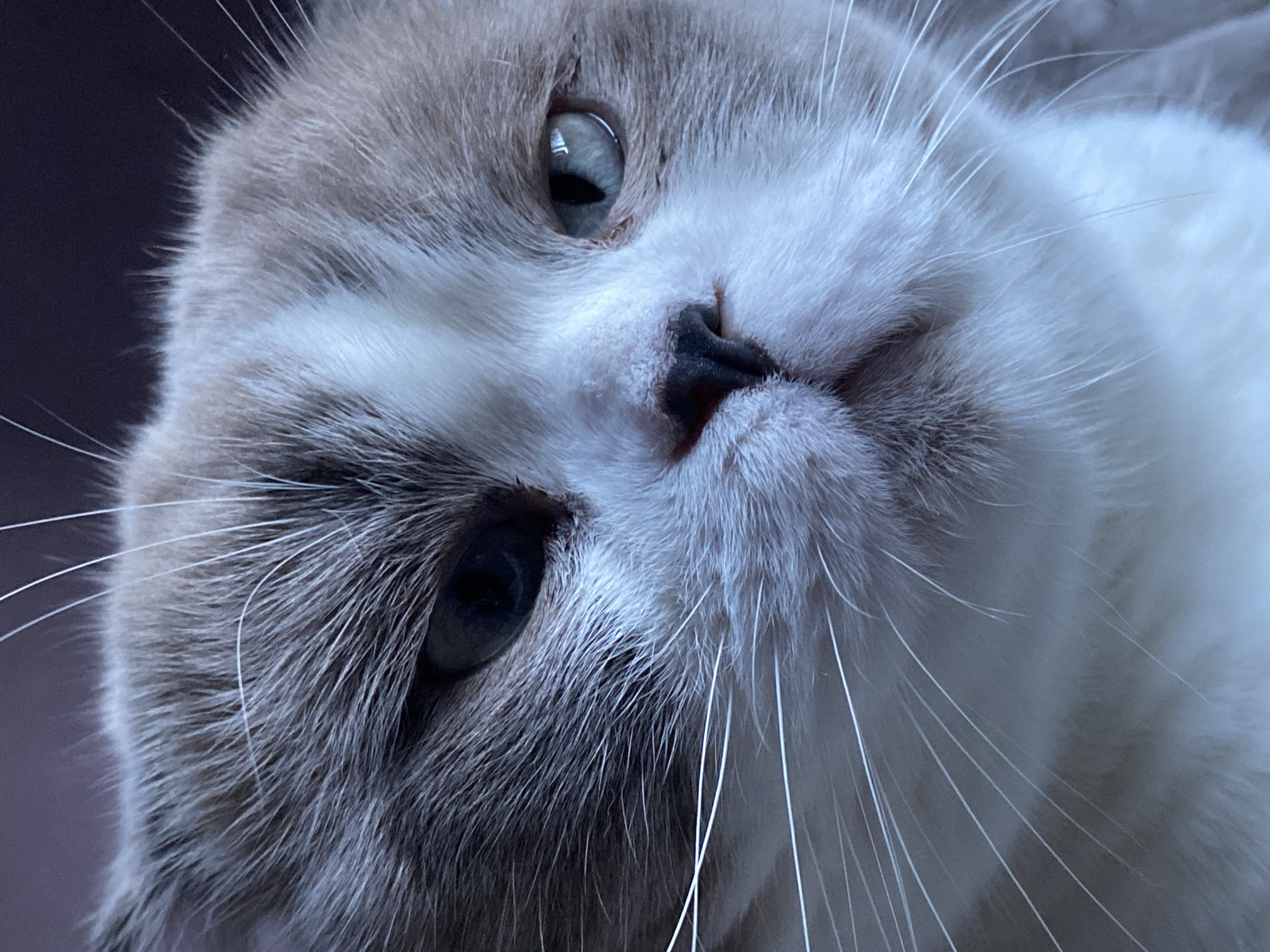 Cats, snacks, and lemon water on a quiet Novokuznetsk afternoon