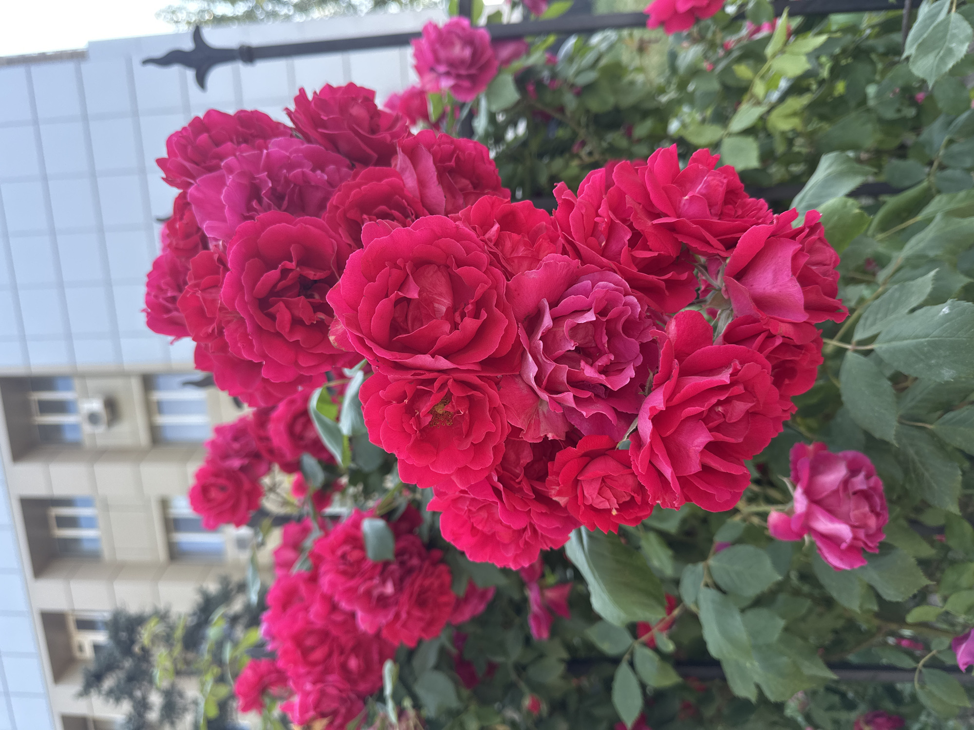 Morning urban scenes captured: flowers, streets, portraits, traffic