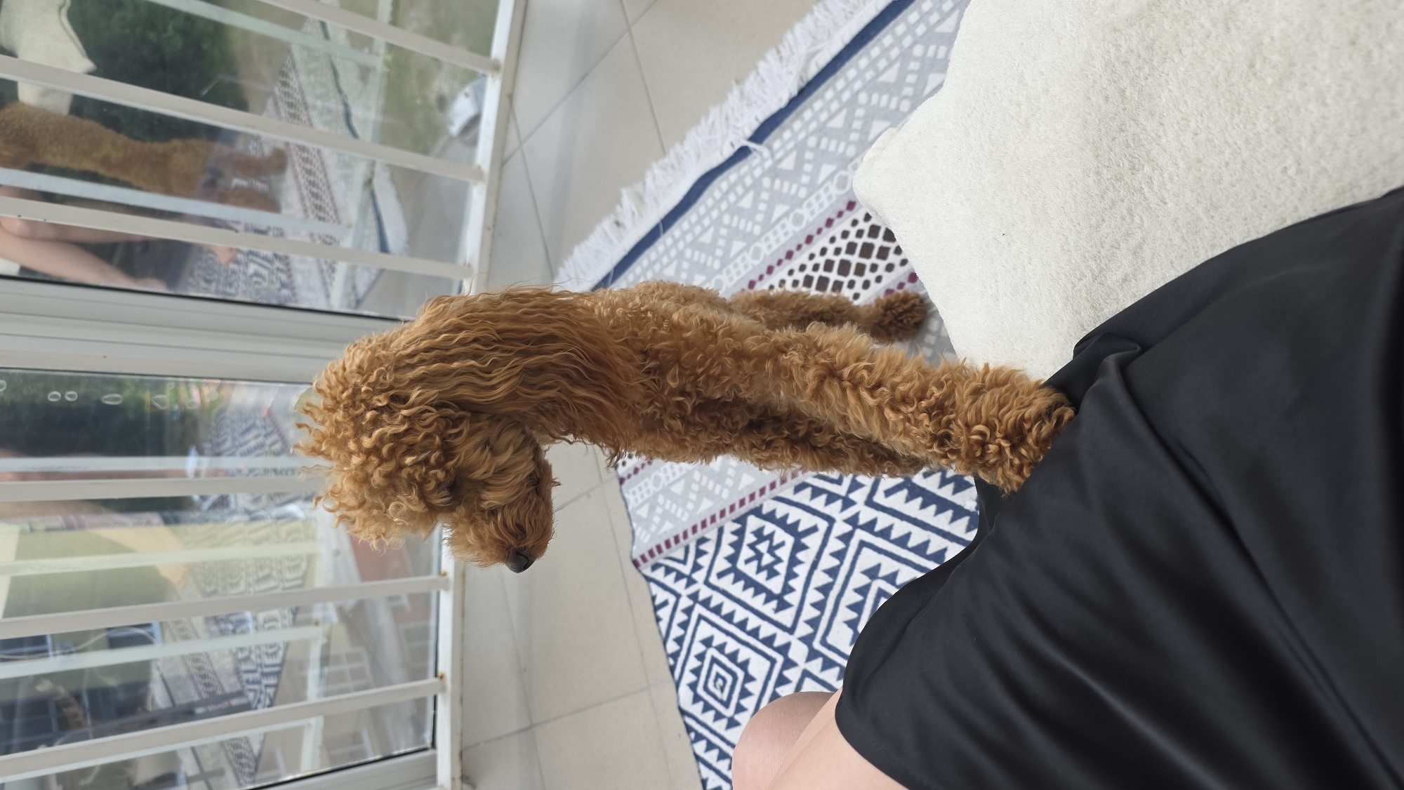 A poodle's afternoon in Ufa, with city views