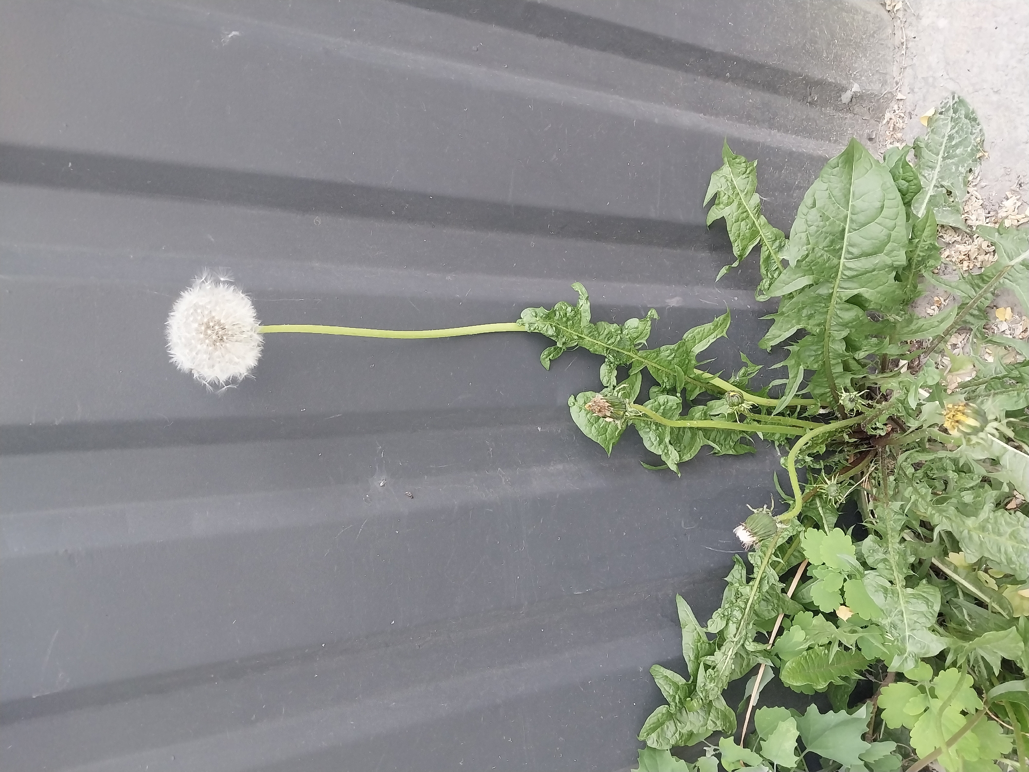 Spring flora documented across Dnipro amid urban recovery signs