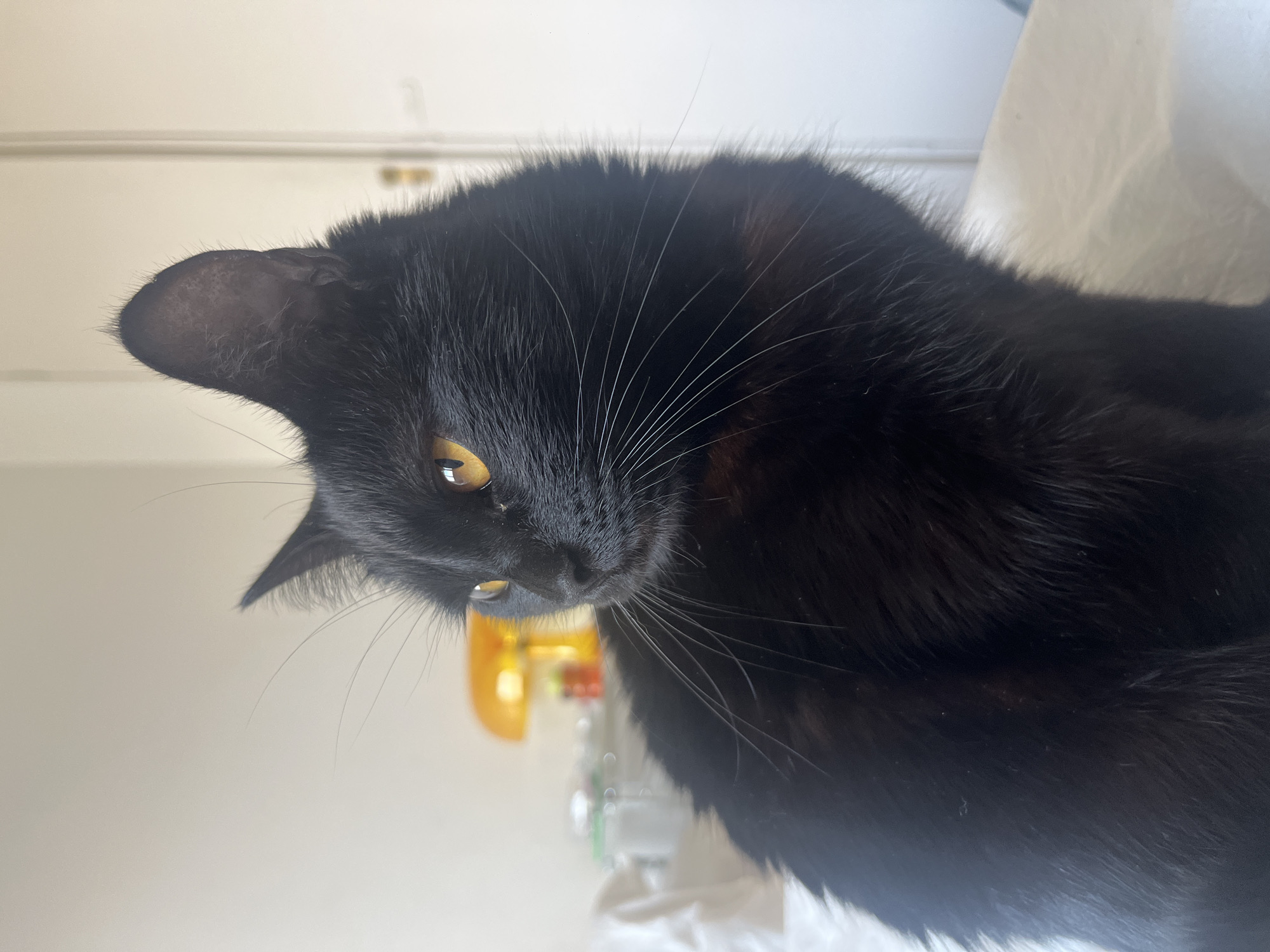 Buenos Aires resident documents black cat's daily routine indoors