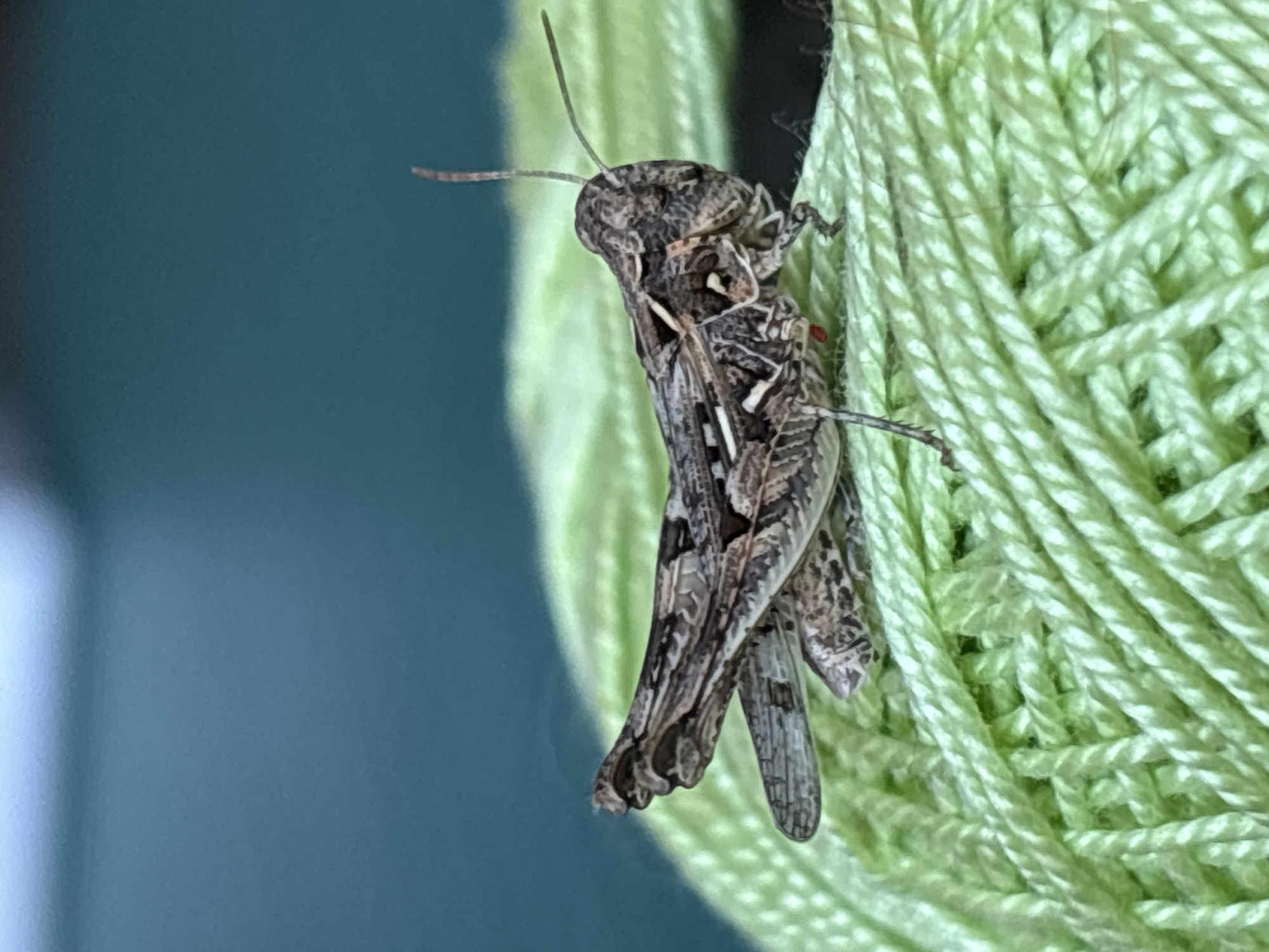 Insects at rest on green yarn, Coslada