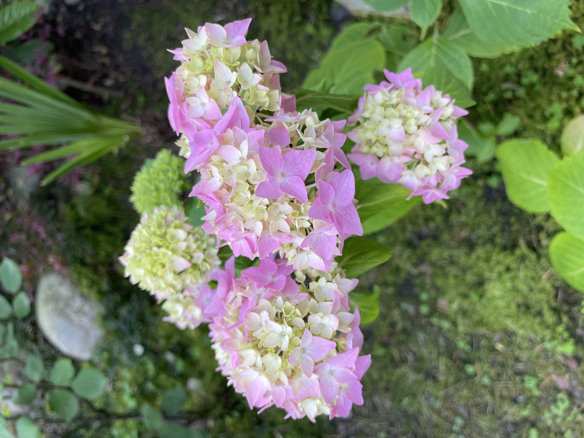 Garden flowers bloom in Sochi amid spring greenery