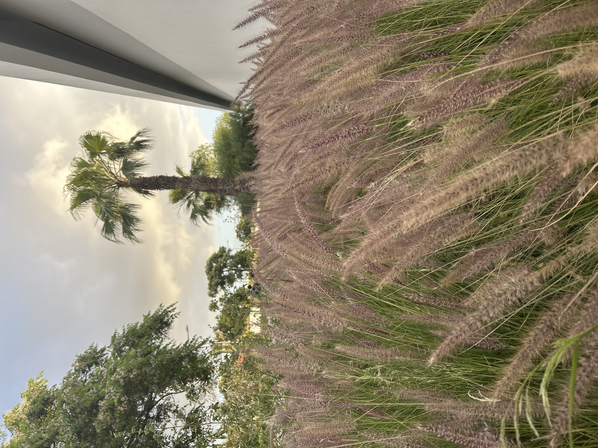 Spring wildflowers and grasses bloom in urban Casablanca