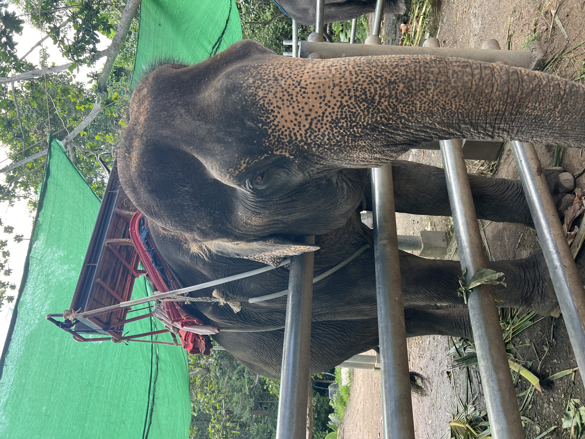 Tourist feeds elephants at Ko Samui sanctuary, Thailand