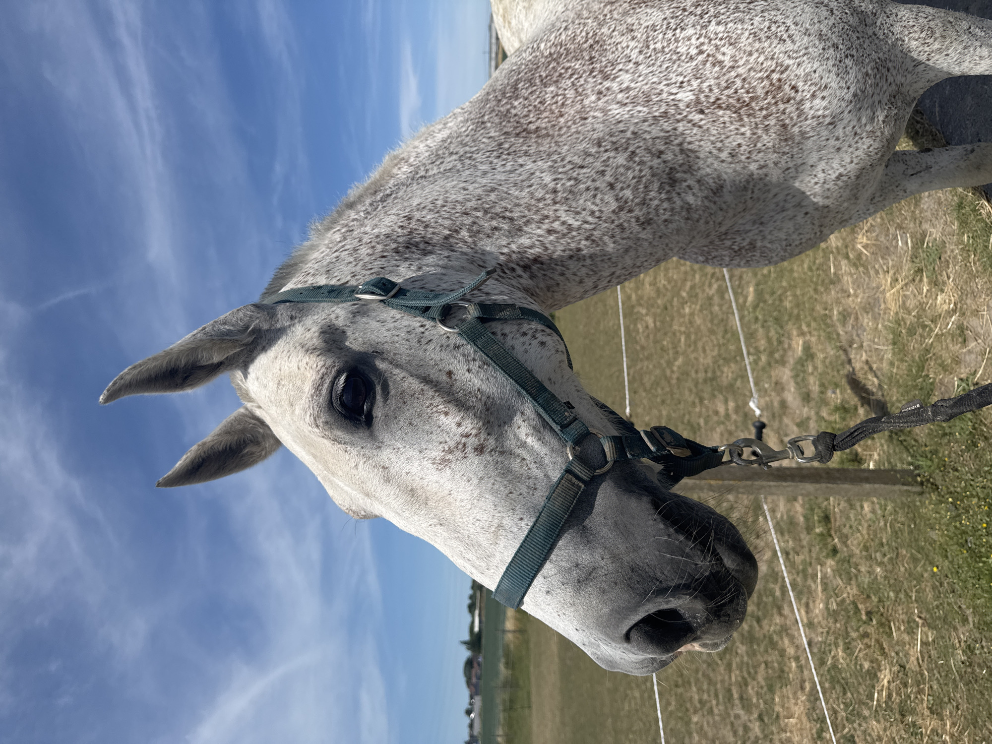 Dappled grey horse loose near rural road in Estaimpuis