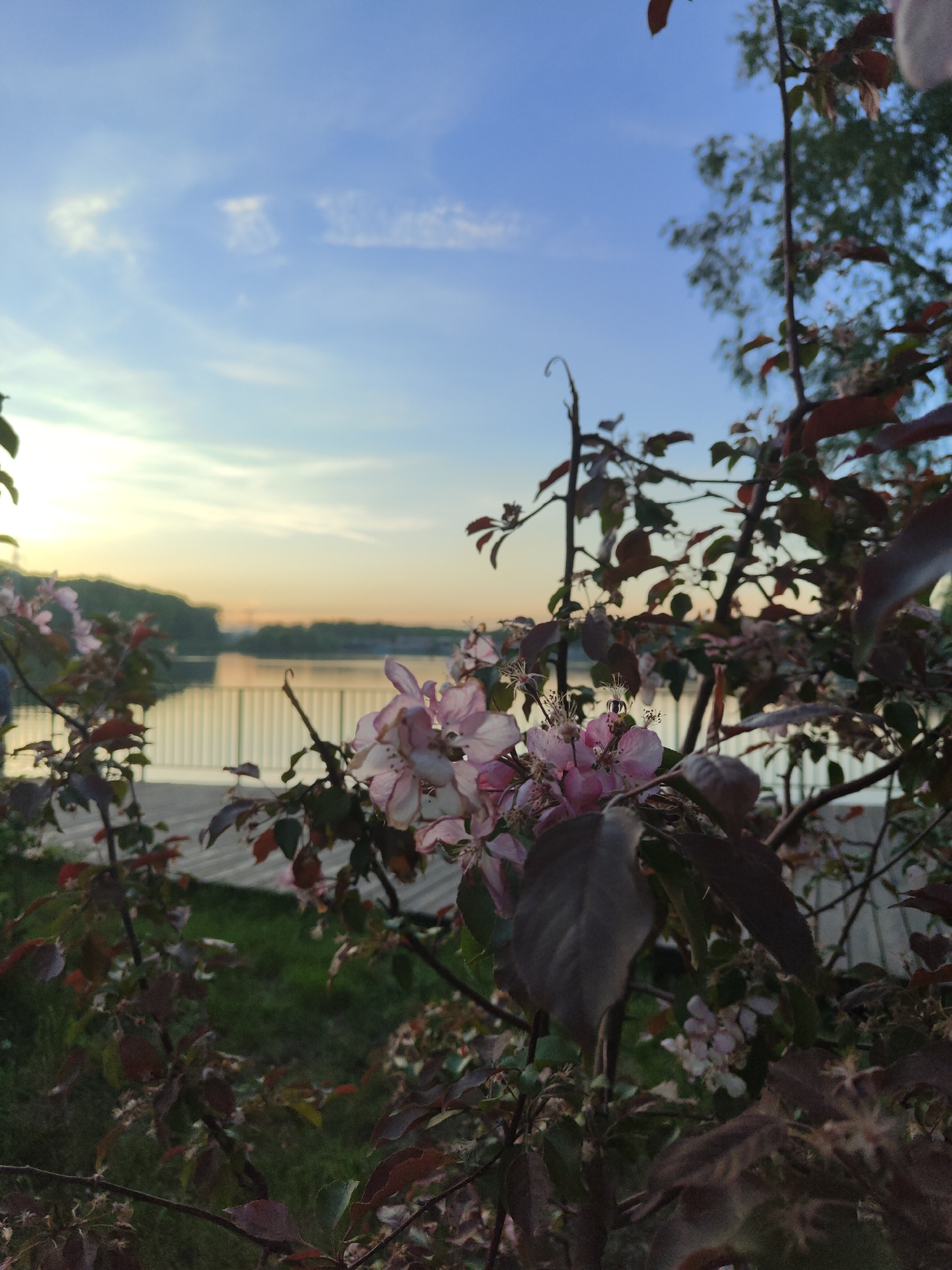 Spring scenes captured in unknown location during afternoon