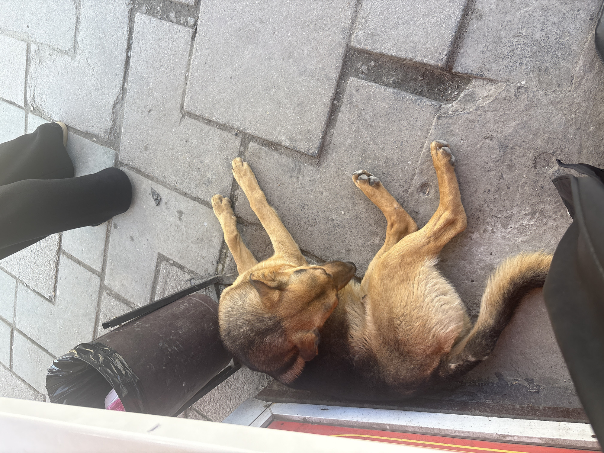 Dog rests on sidewalk near trash can in Simferopol