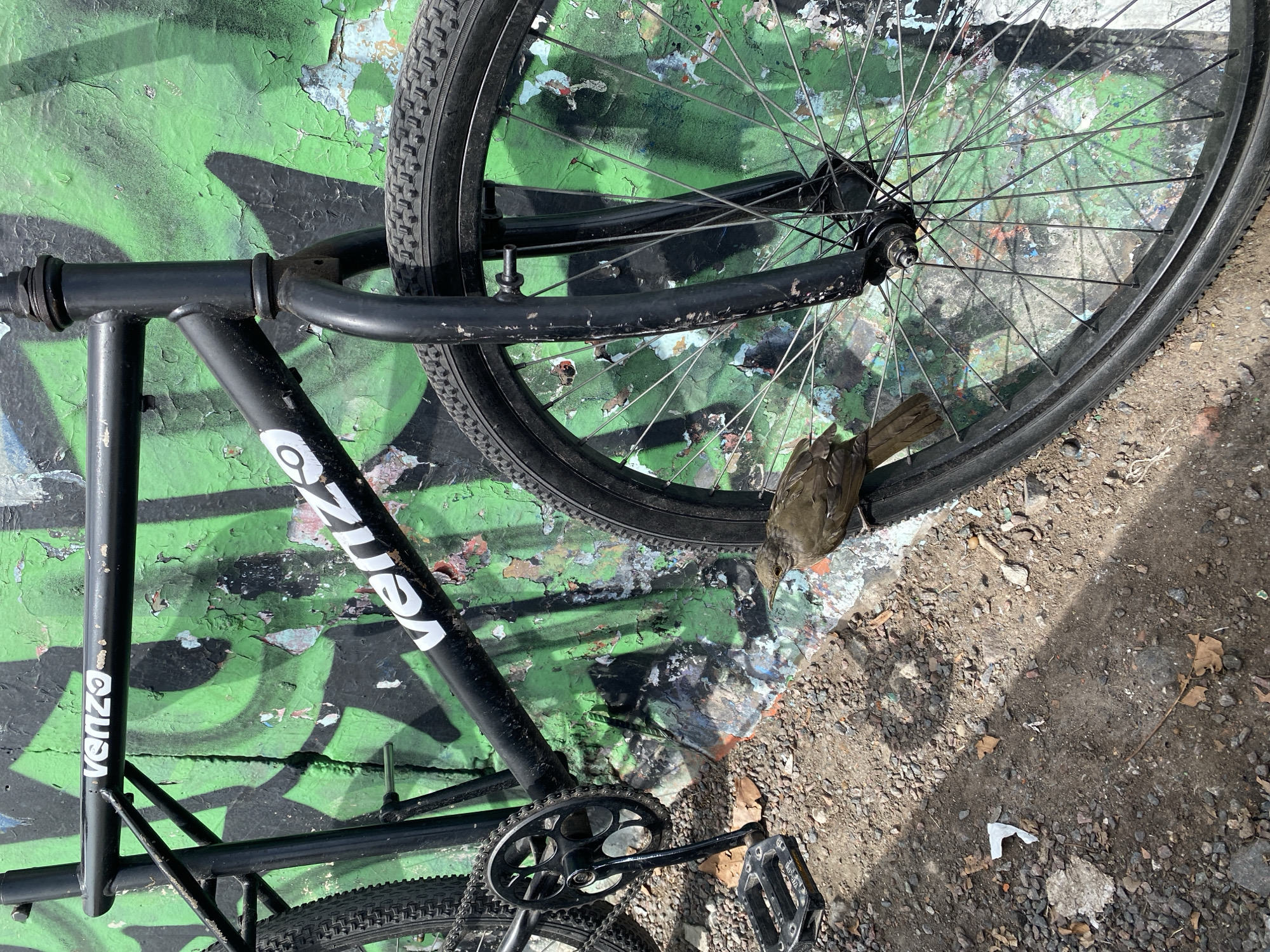 Witness documents bicycle, skatepark scenes in Monte Grande