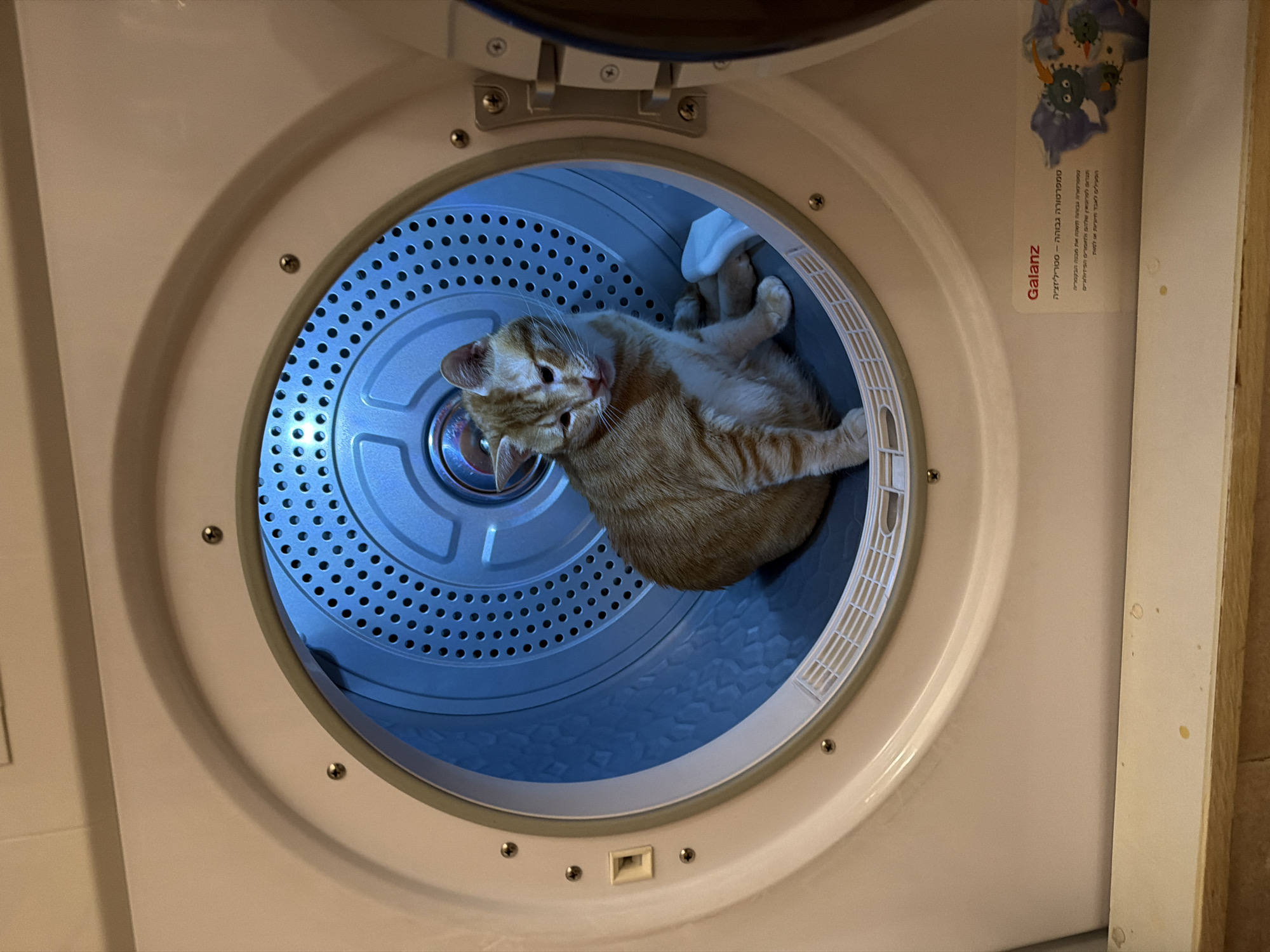 Cats captured in various domestic scenes across Bat Yam