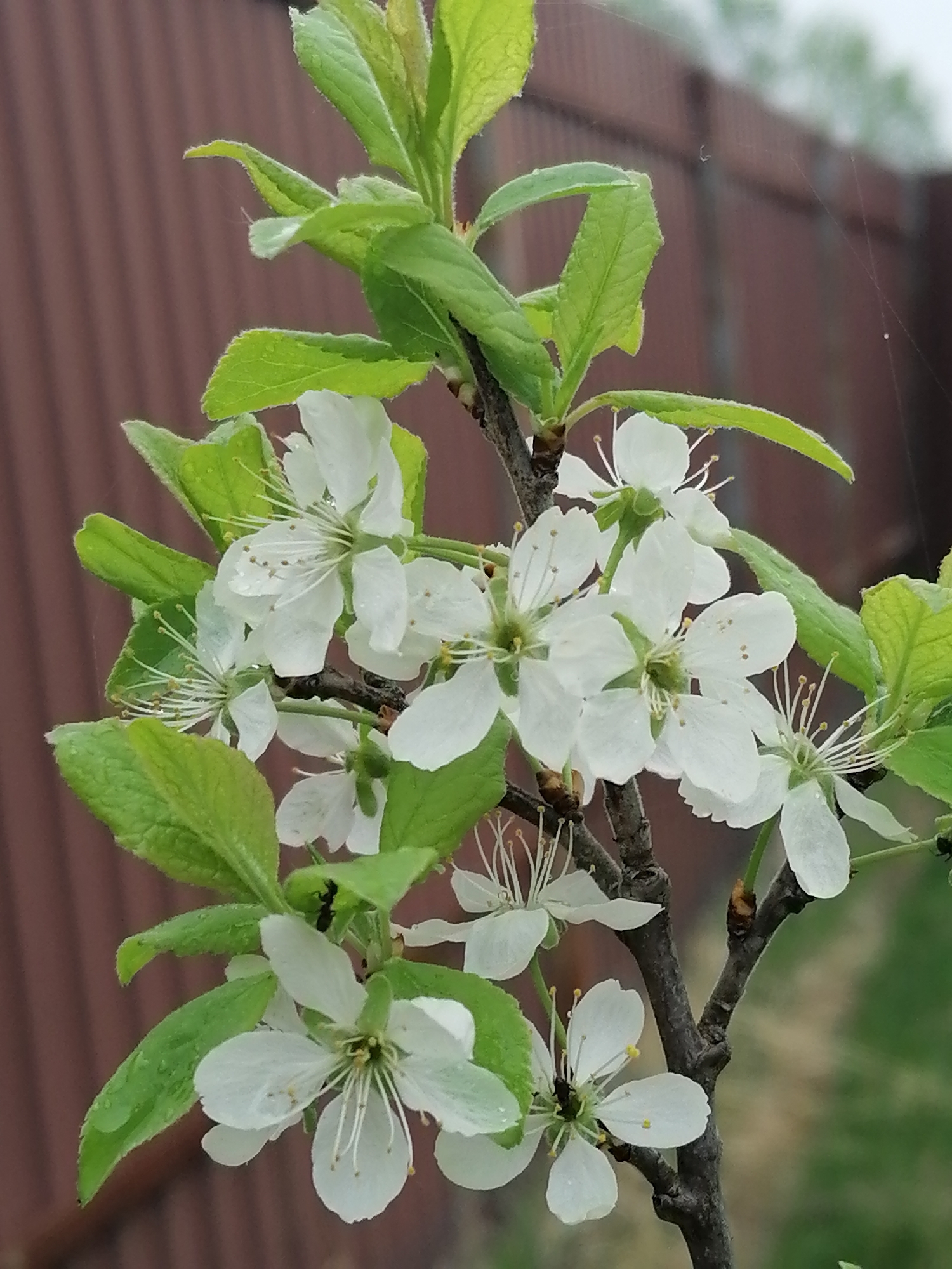 Spring garden documentation shows blooming flowers and seedling cultivation