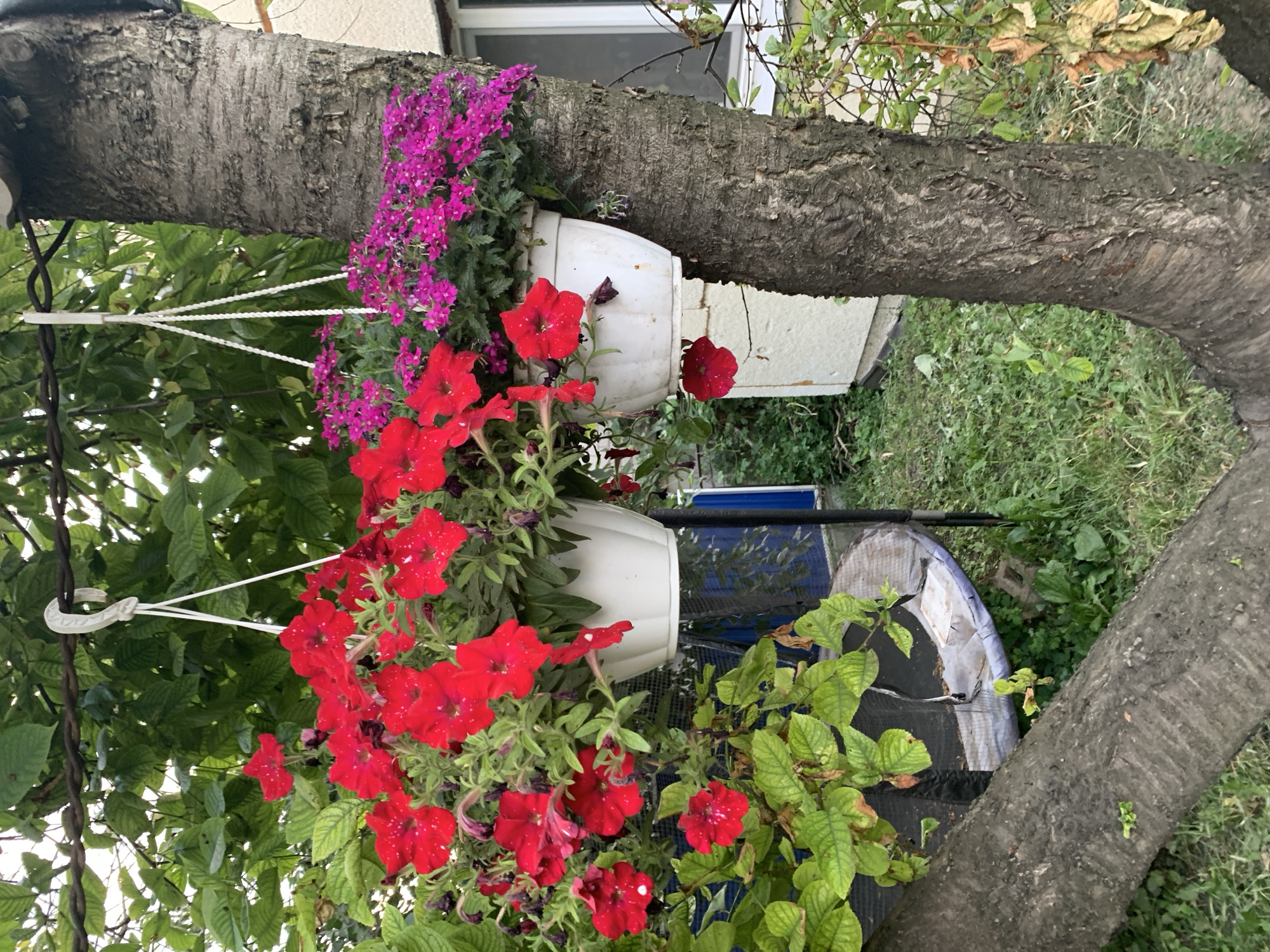 Roses, planters, and overgrown grass in a garden setting
