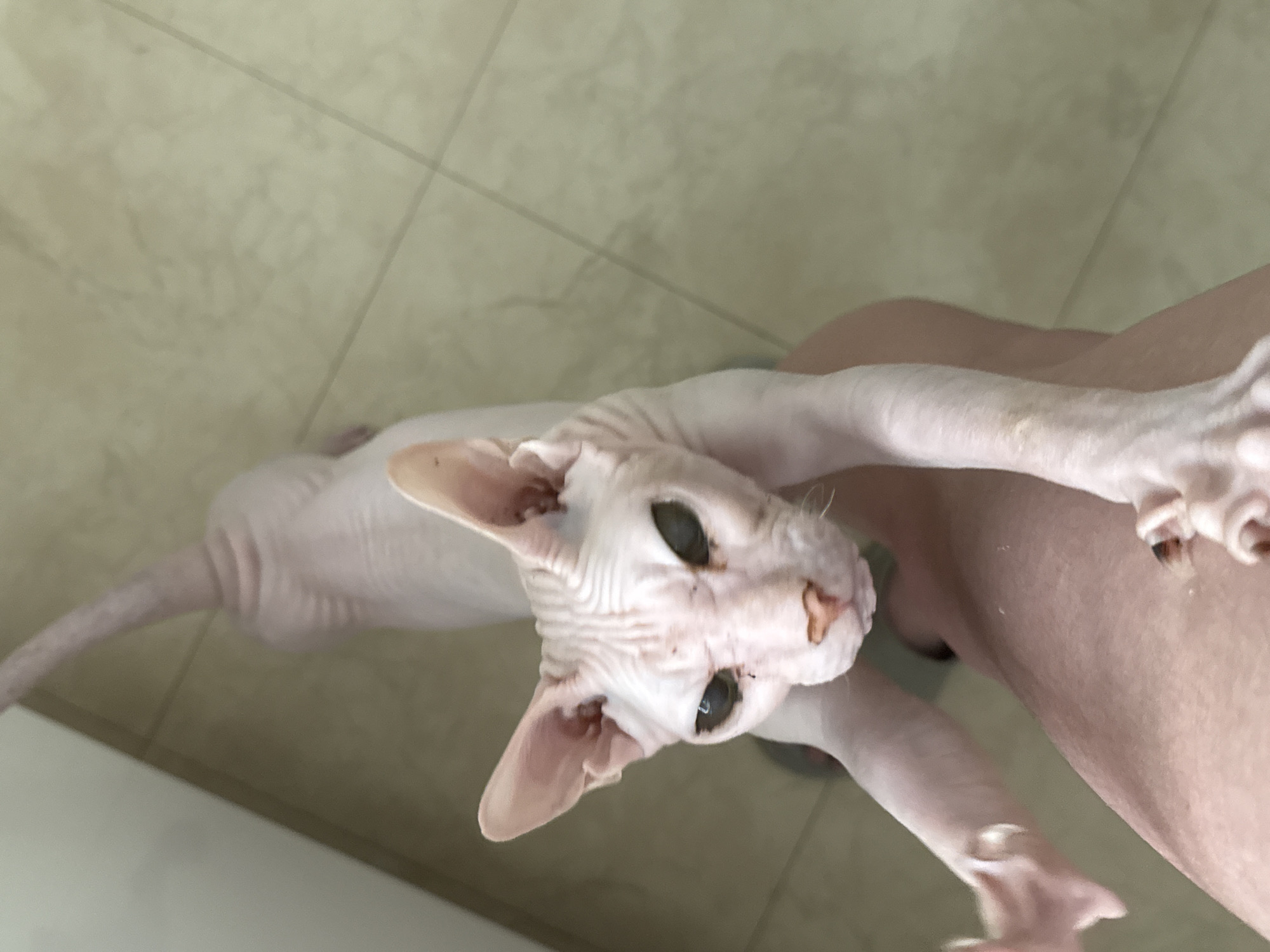 Sphynx cat's lazy afternoon in a Krasnoyarsk apartment