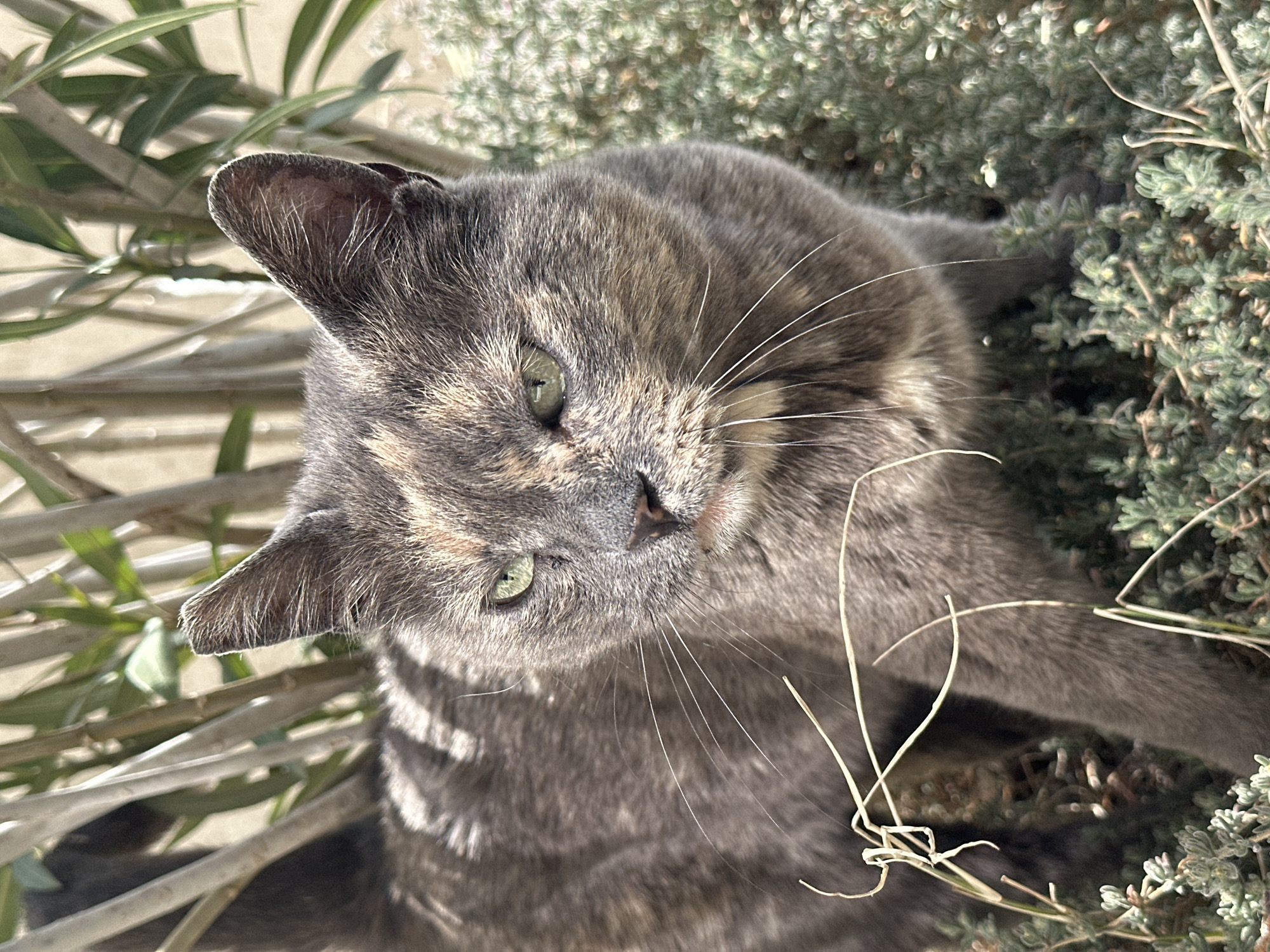 Morning moments captured in Budva: cats, headphones, house views