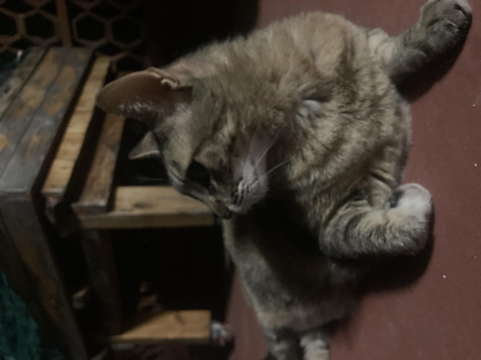 Tabby cat, houseplants, and fabrics from a Sabadell home