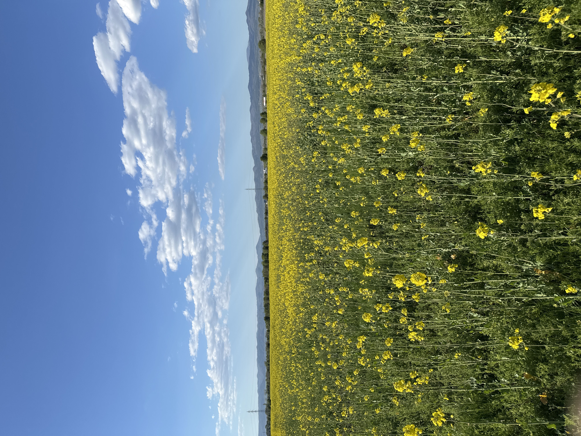 Rapeseed field blooms under spring skies near Sofia