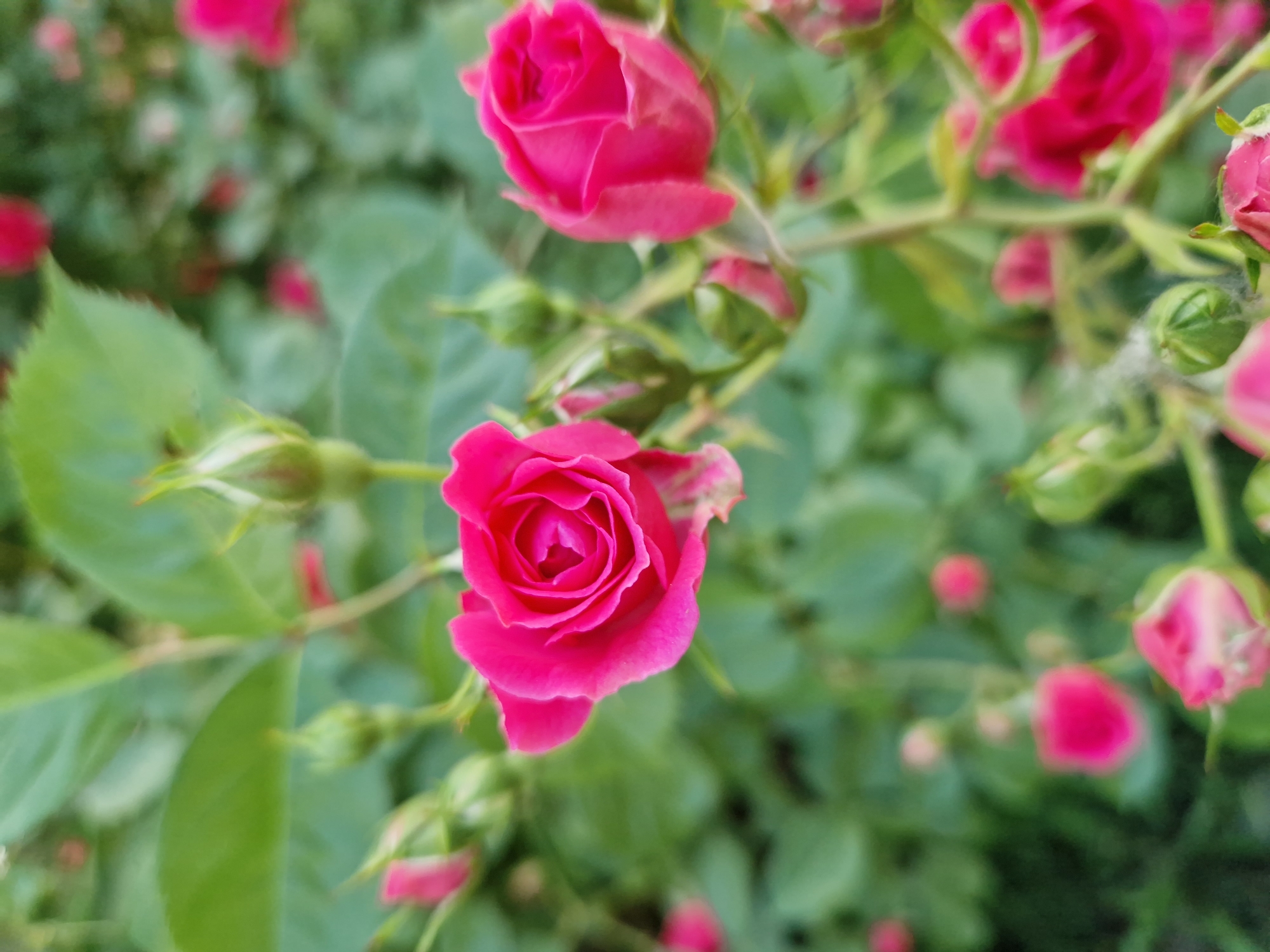 Early morning garden moments captured in Sofia dawn