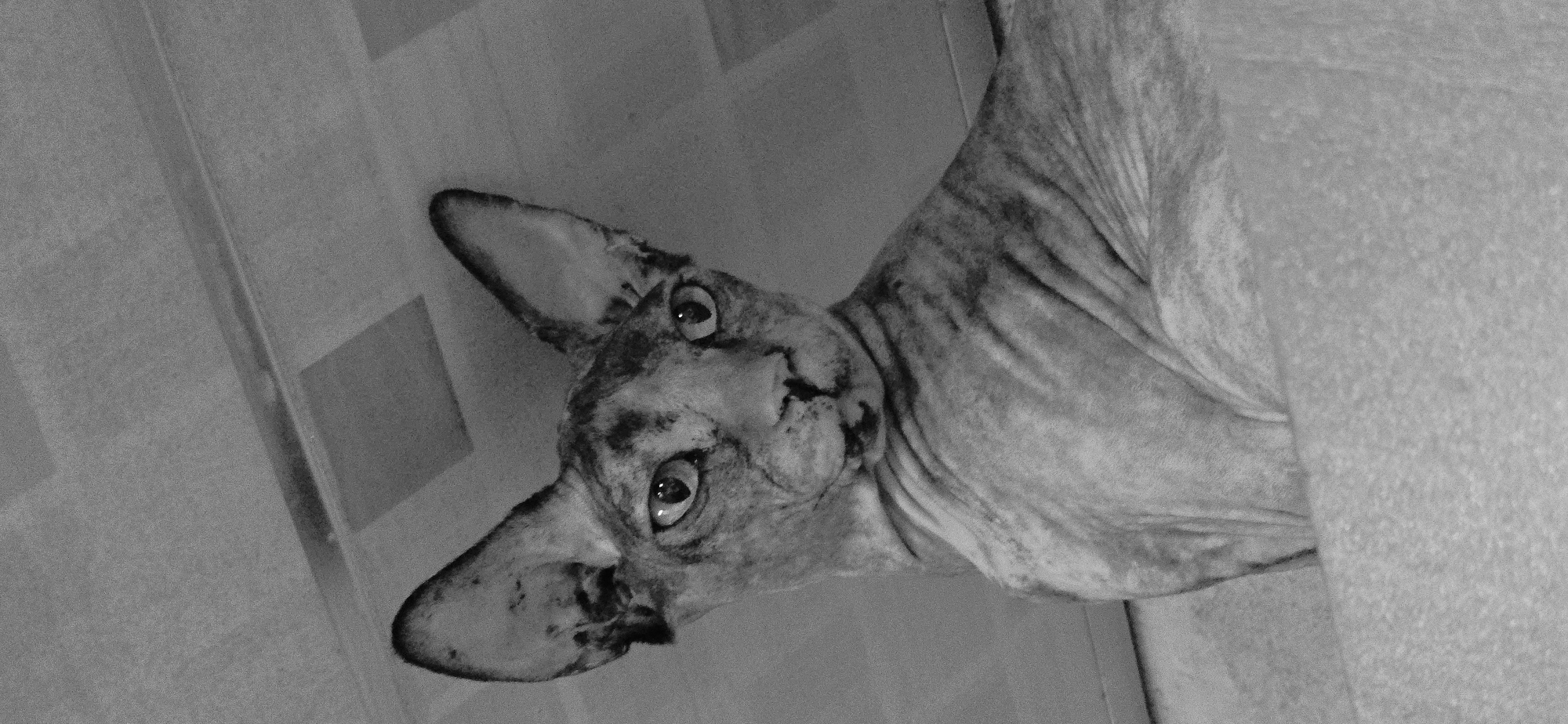 Sphynx cat photographed up close in Baku