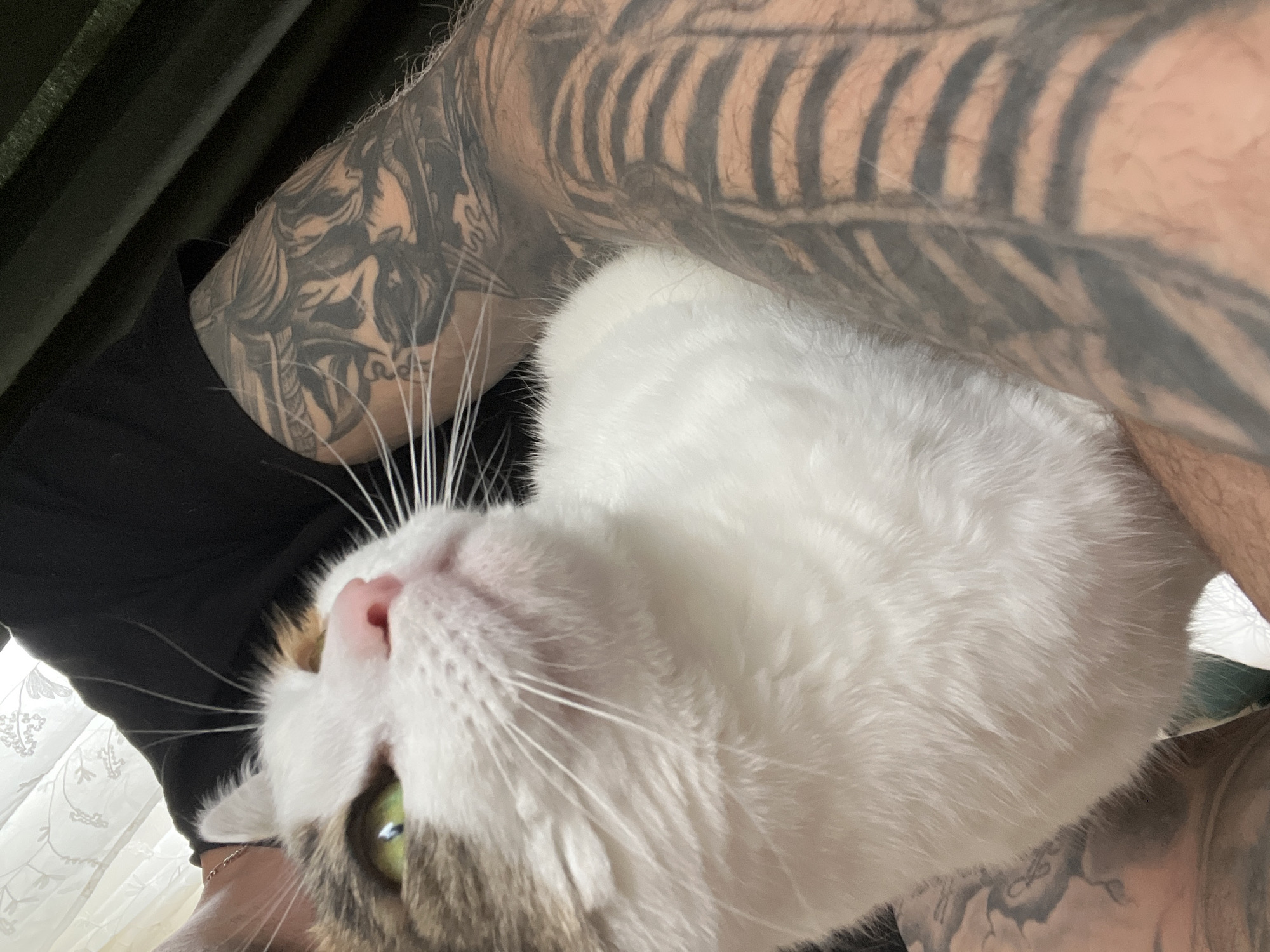 Man poses with white cat in Sofia selfie