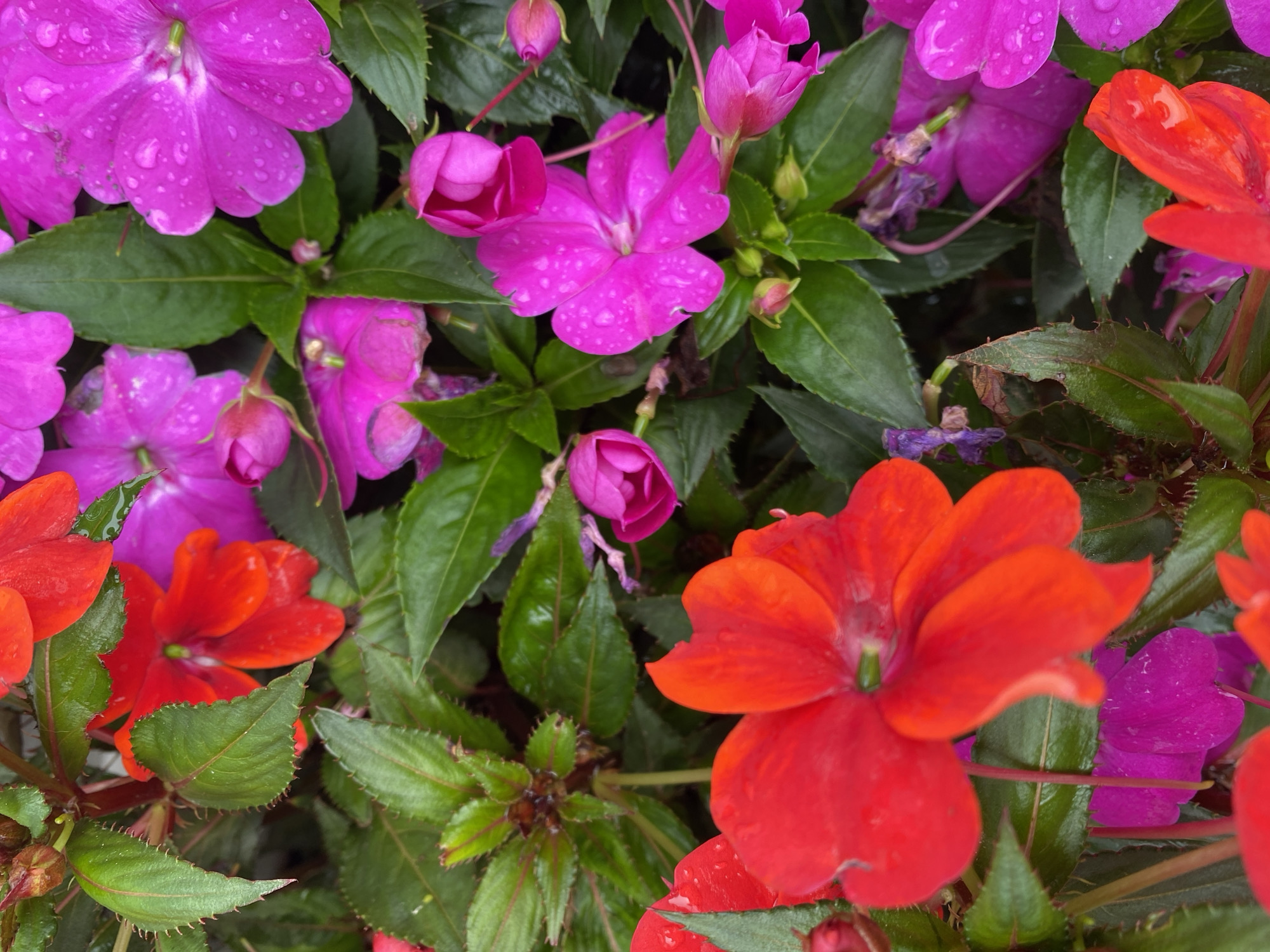 Morning garden scenes captured after rainfall in Đà Lạt