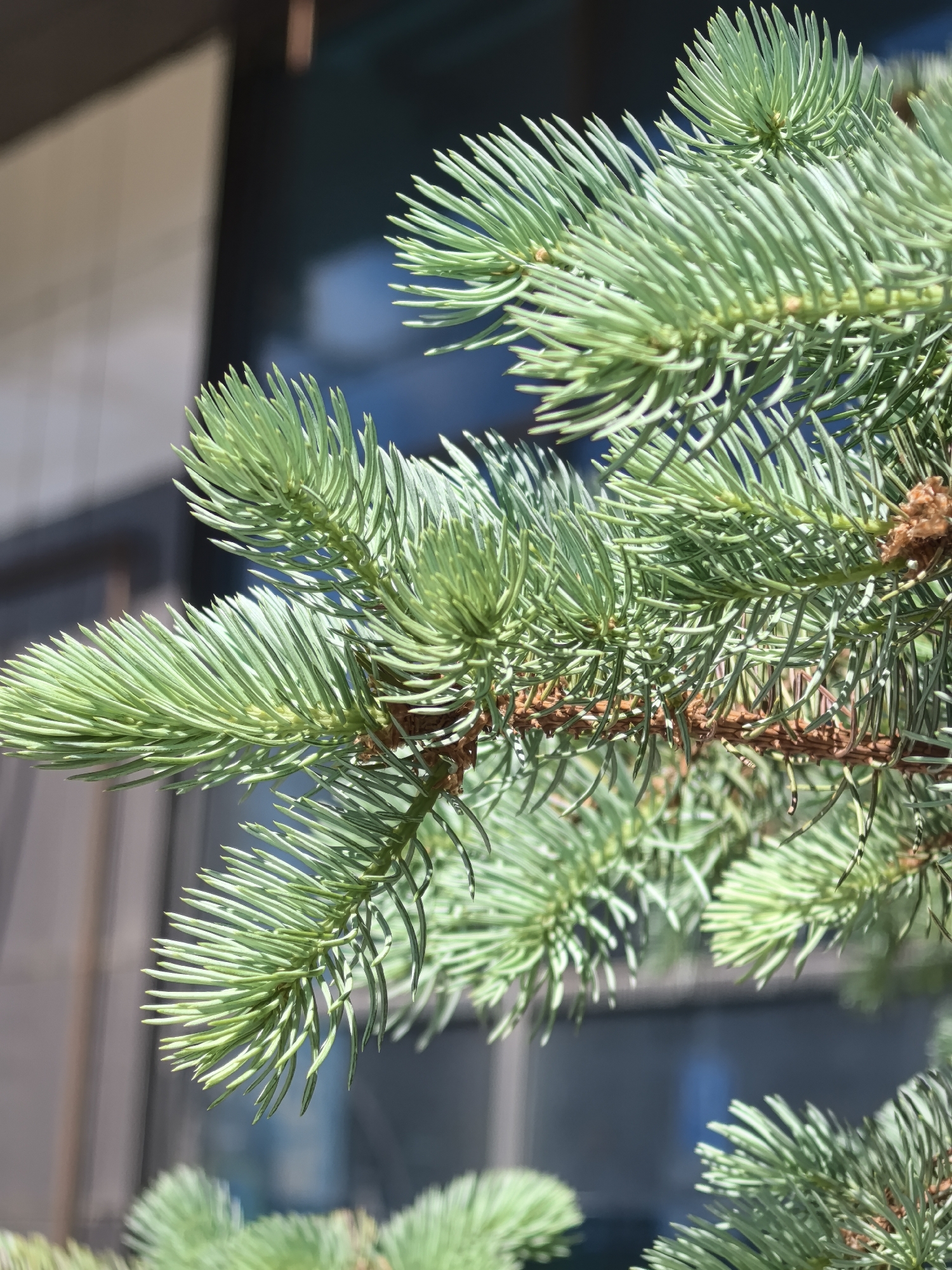 Morning walk through Perm captures urban life, historic oak