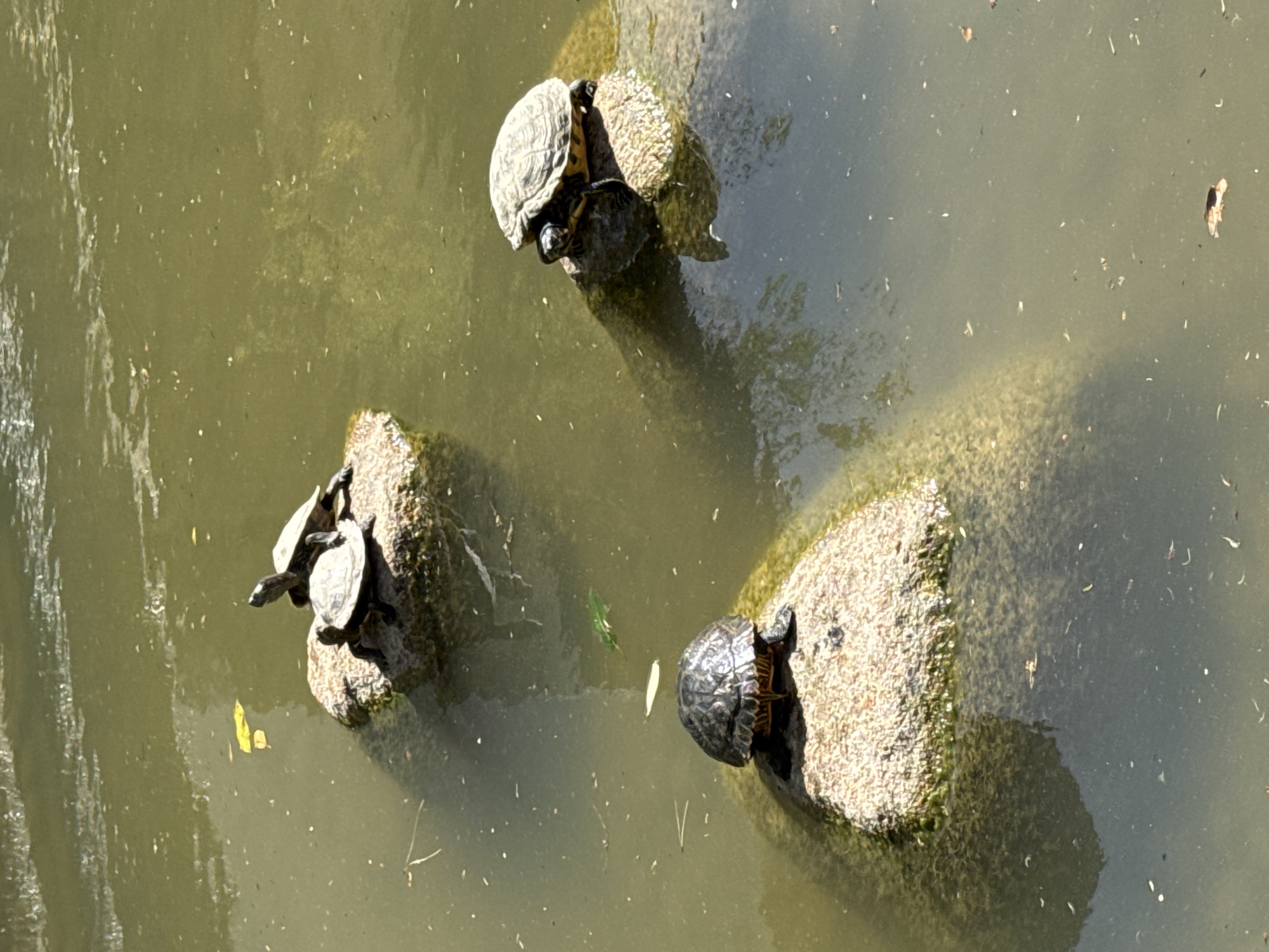 Invasive turtles spotted basking in Lisbon urban pond