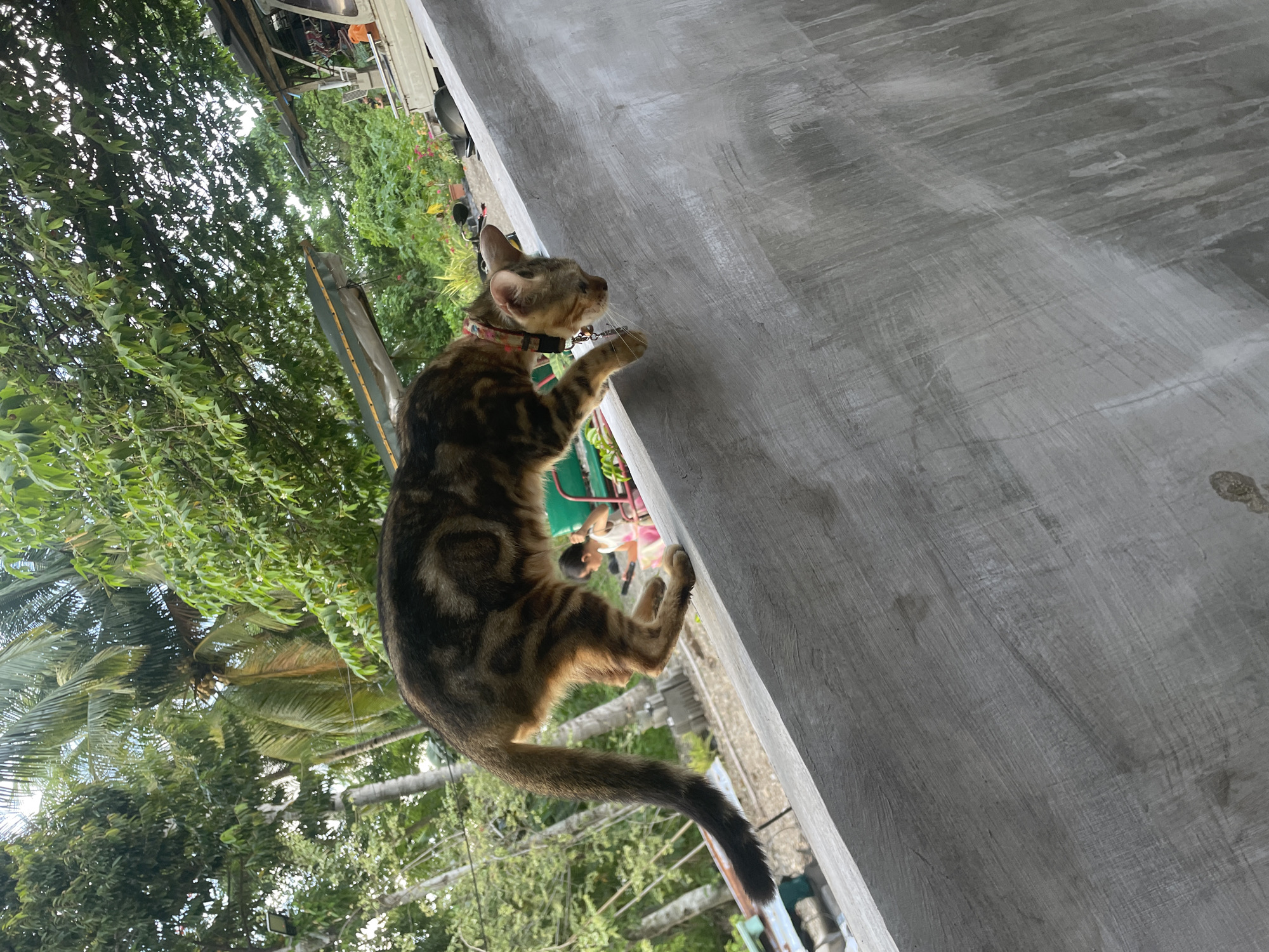 Collared tabby cat spotted roaming Hijo Philippines neighborhood