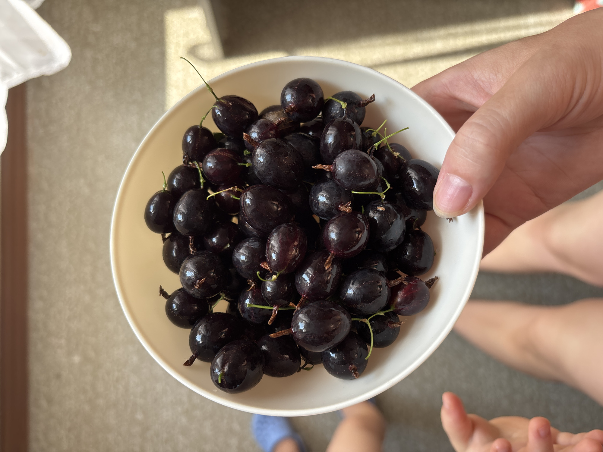 Bowl of fresh dark berries, photographed up close in Russia